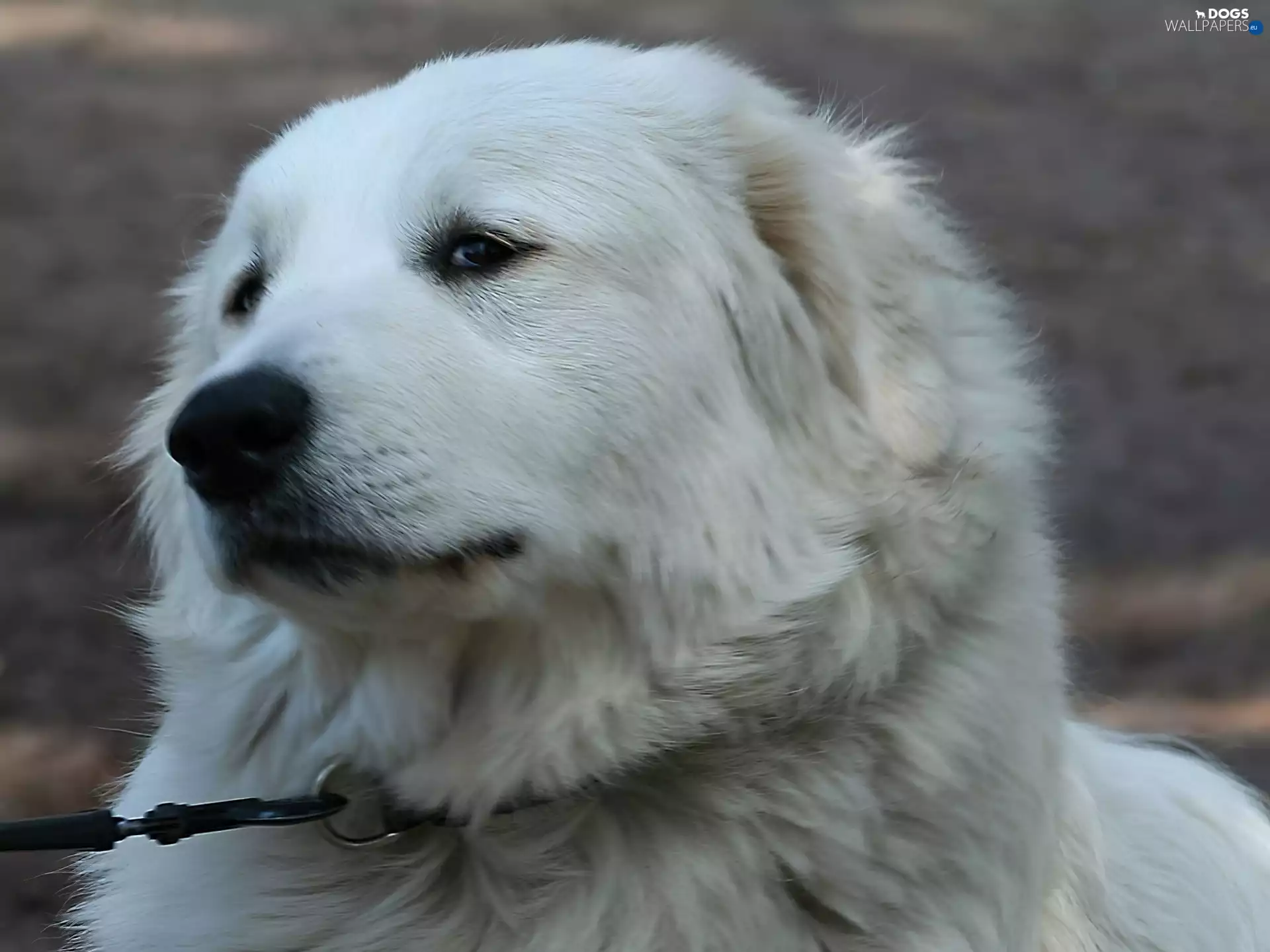 Head, Maremmano-abruzzese