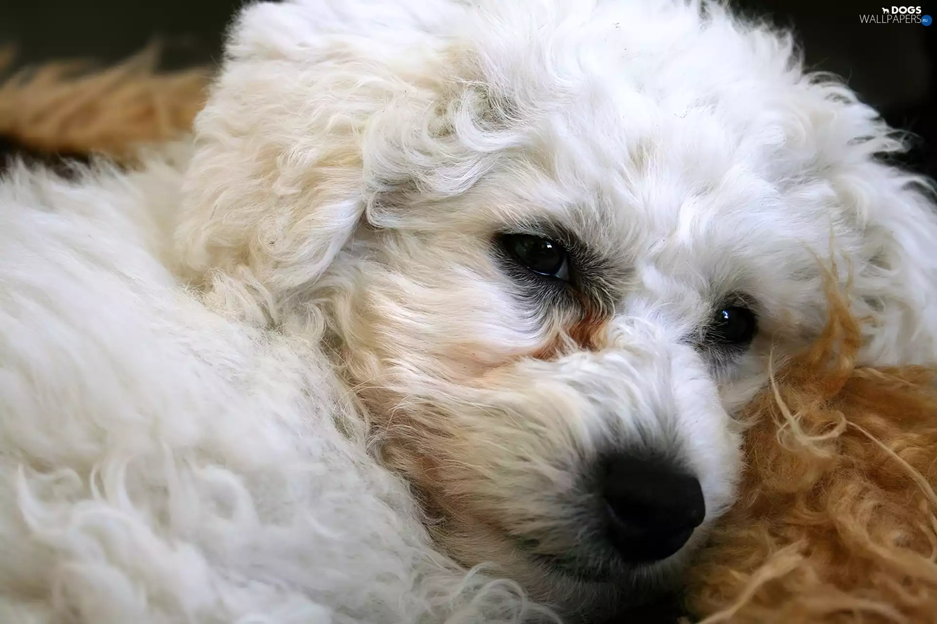 Bichon frise, doggy, Head