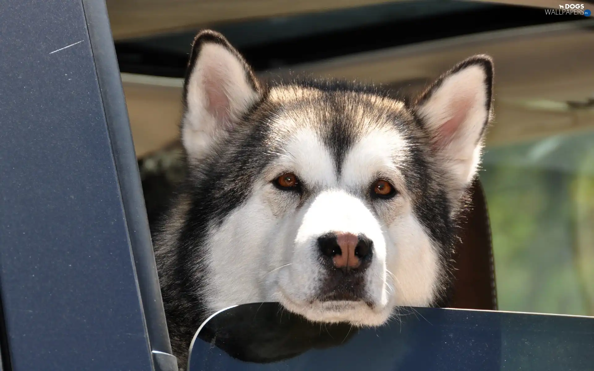 Head, motor car, dog