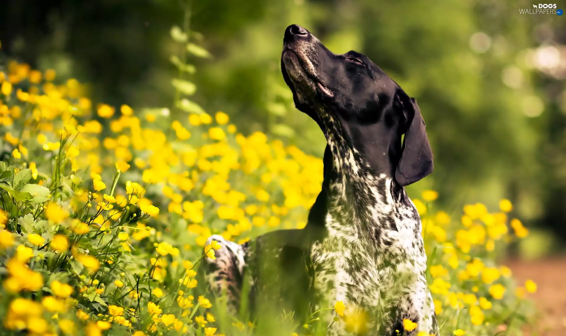 dog, Yellow, Flowers, Head
