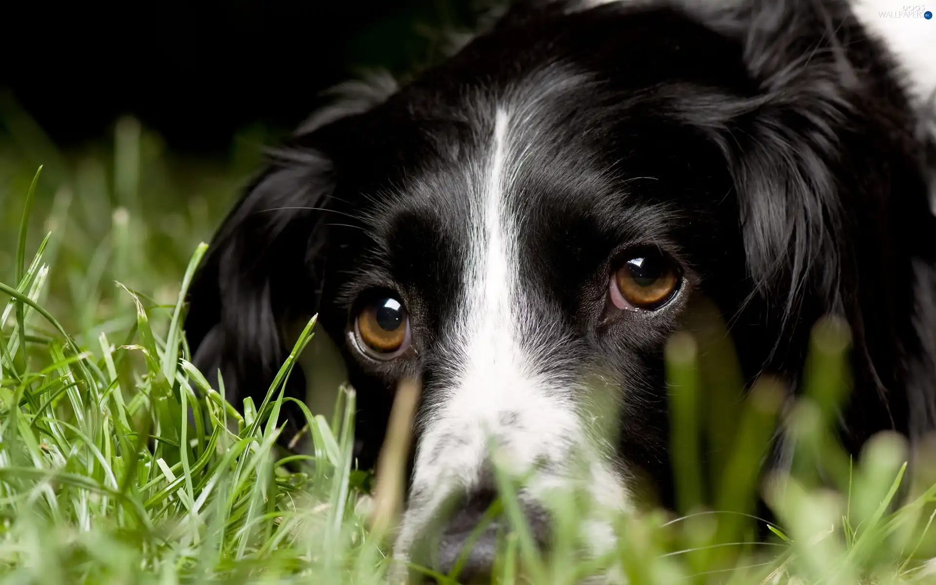 head, White, grass, dog, black