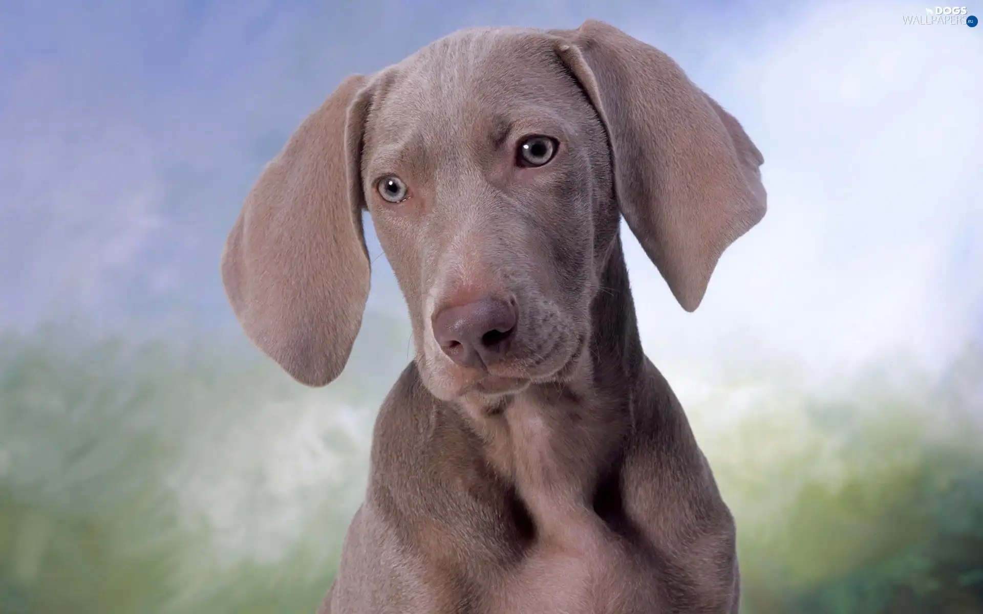 Head, dog