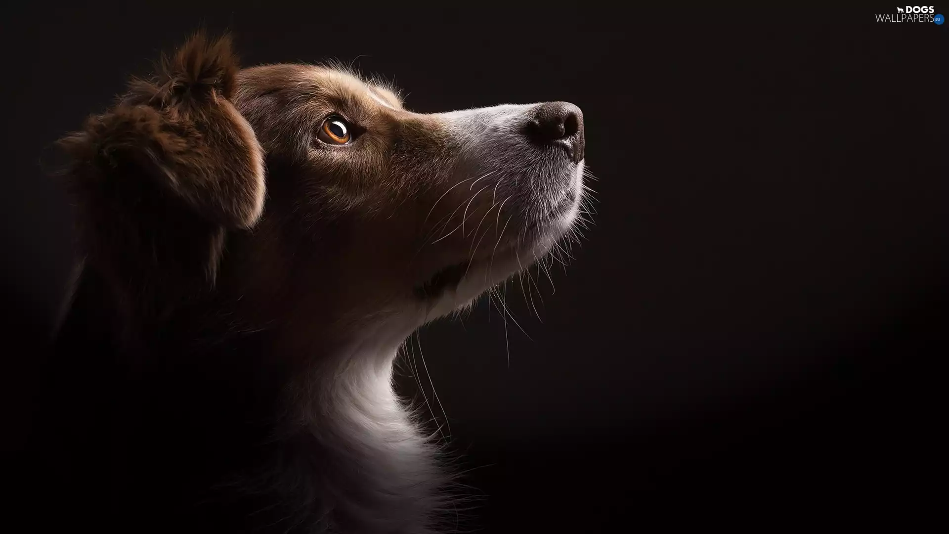 dog, Head, muzzle, Border Collie