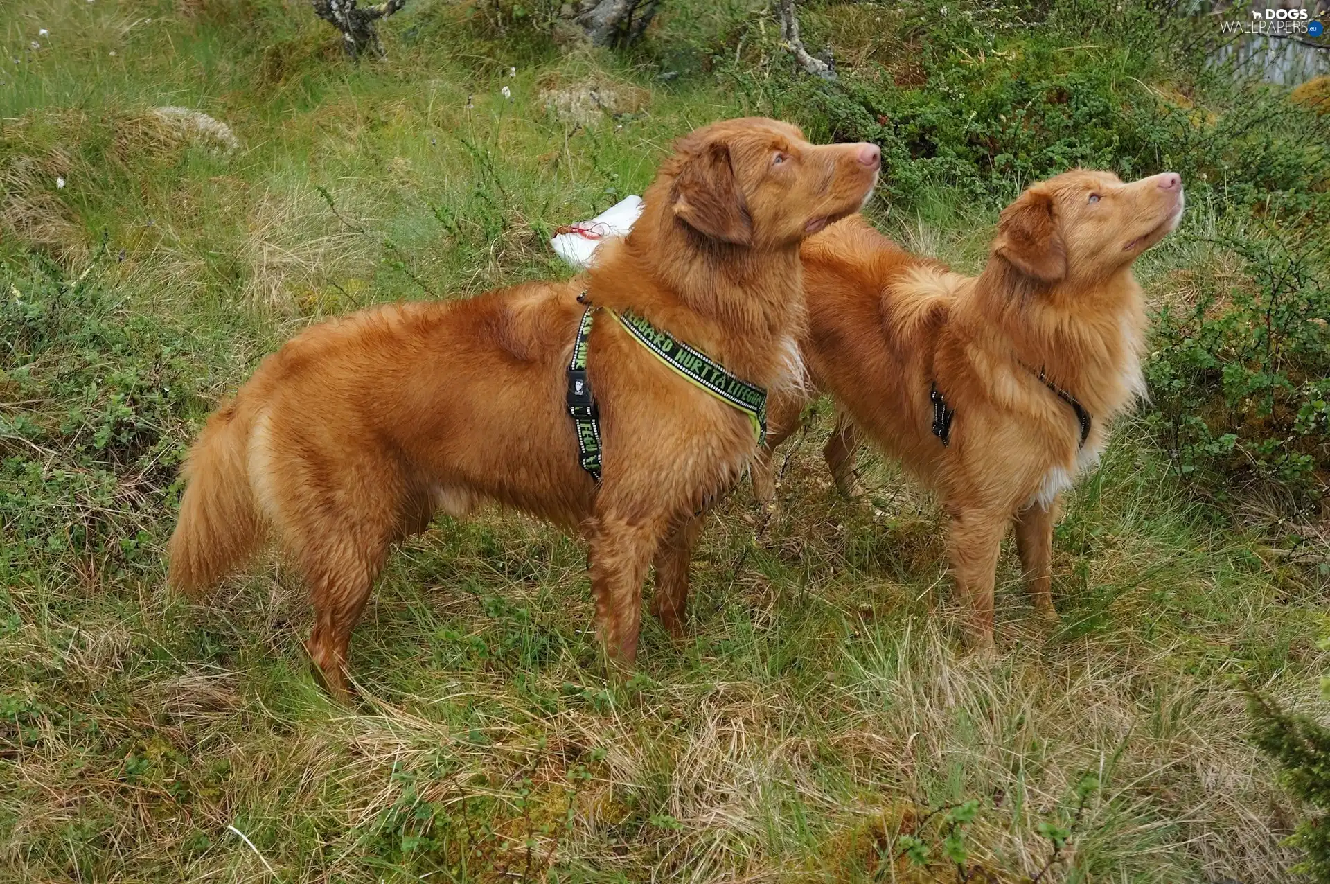 Retrievers of Nova Scotia, Dogs, Two cars, red head