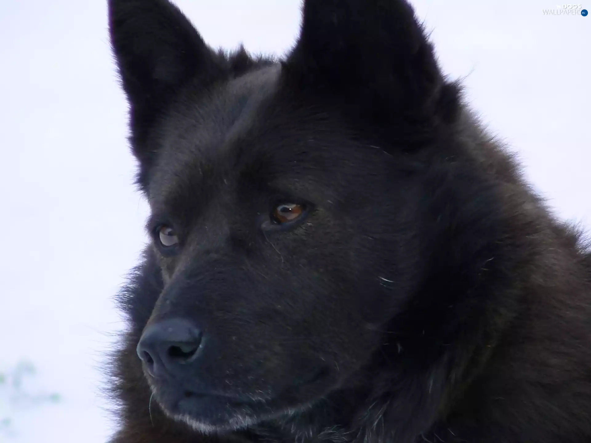 Head, Schipperke
