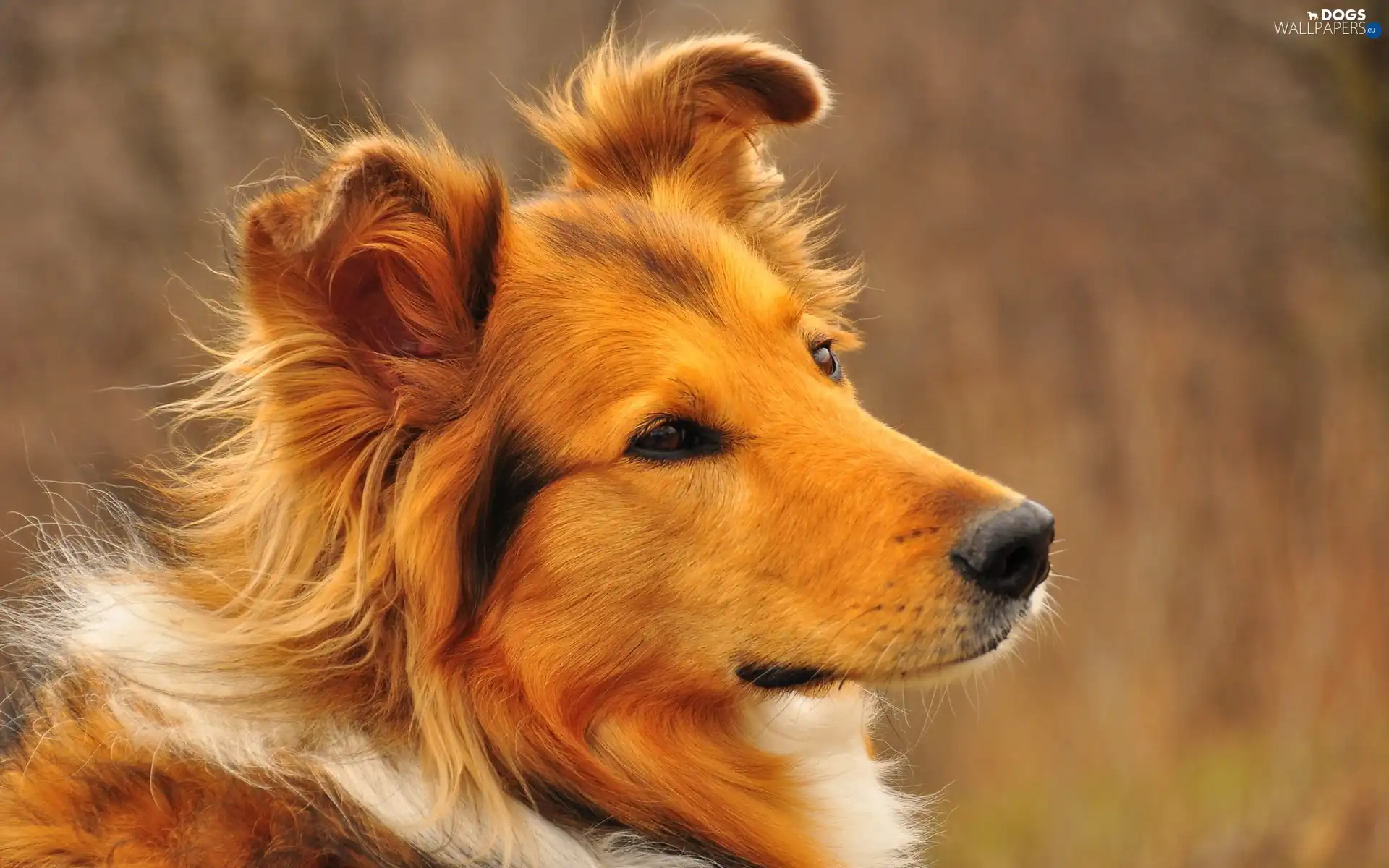 Head, Scotch, dog, sheep-dog