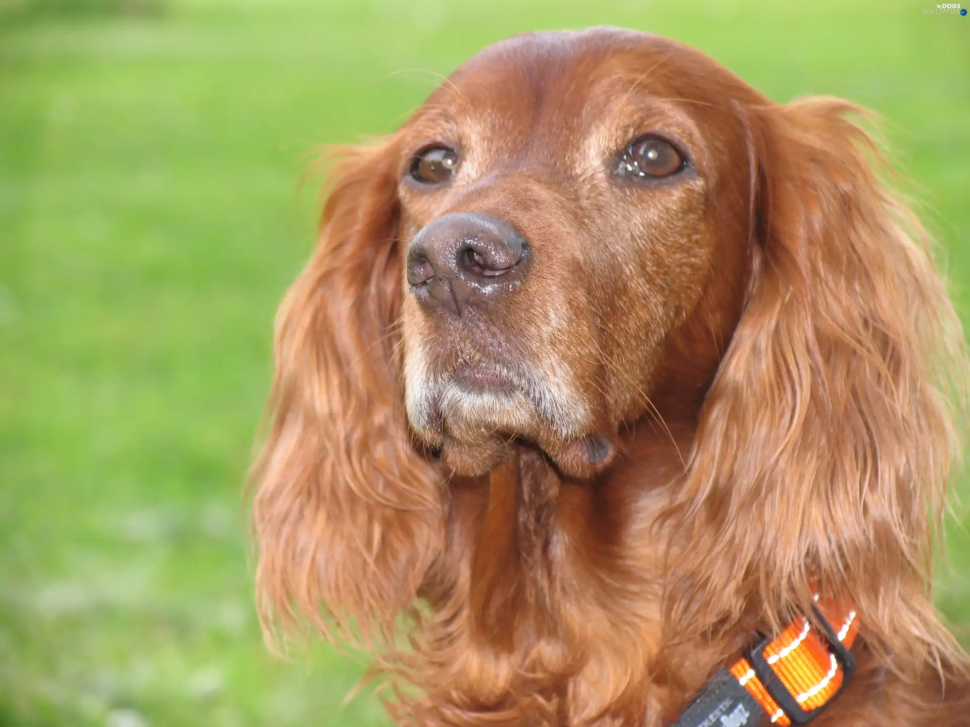 Spaniel, head, Cocker