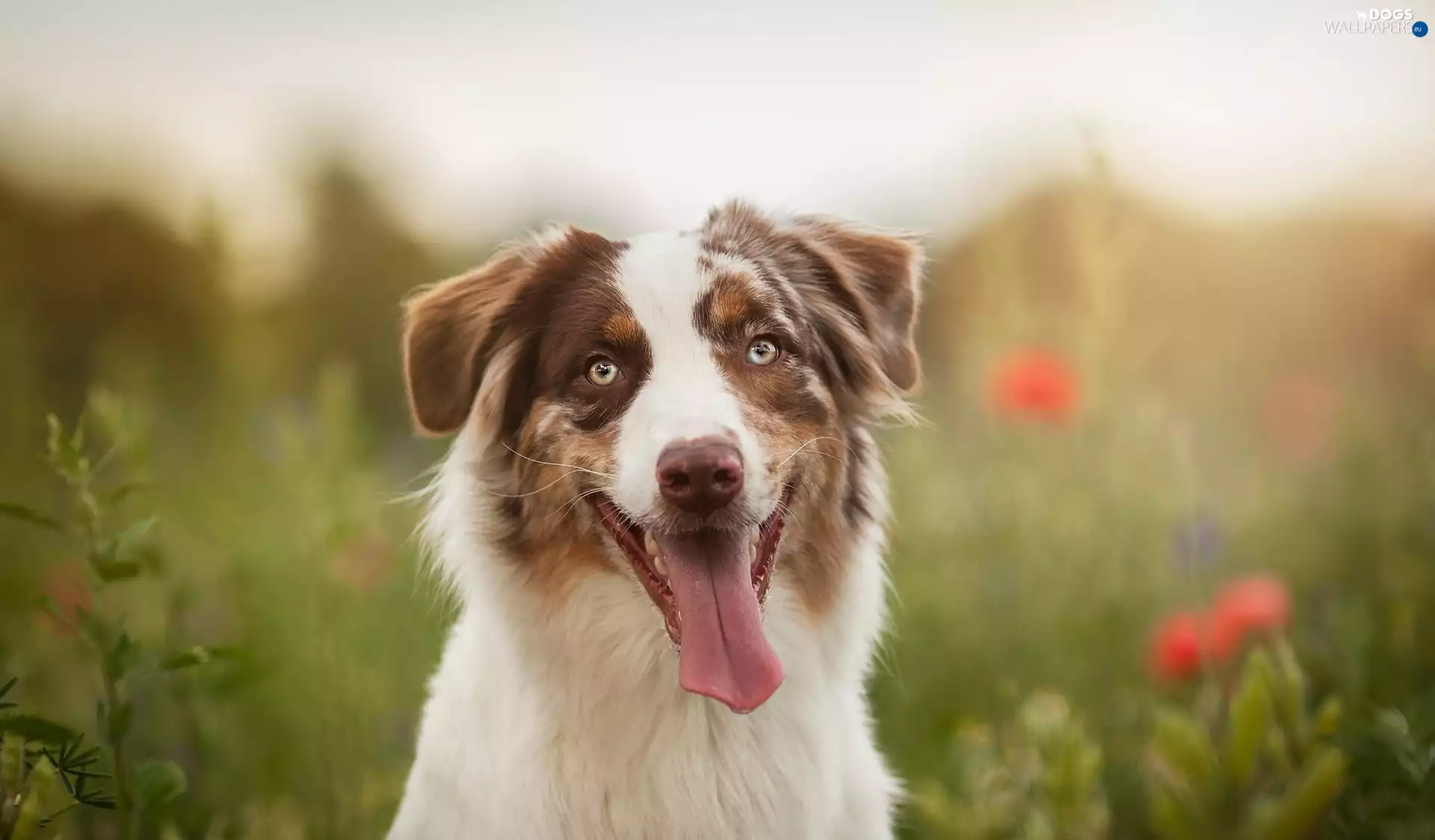 tongue, Australian Shepherd, Head