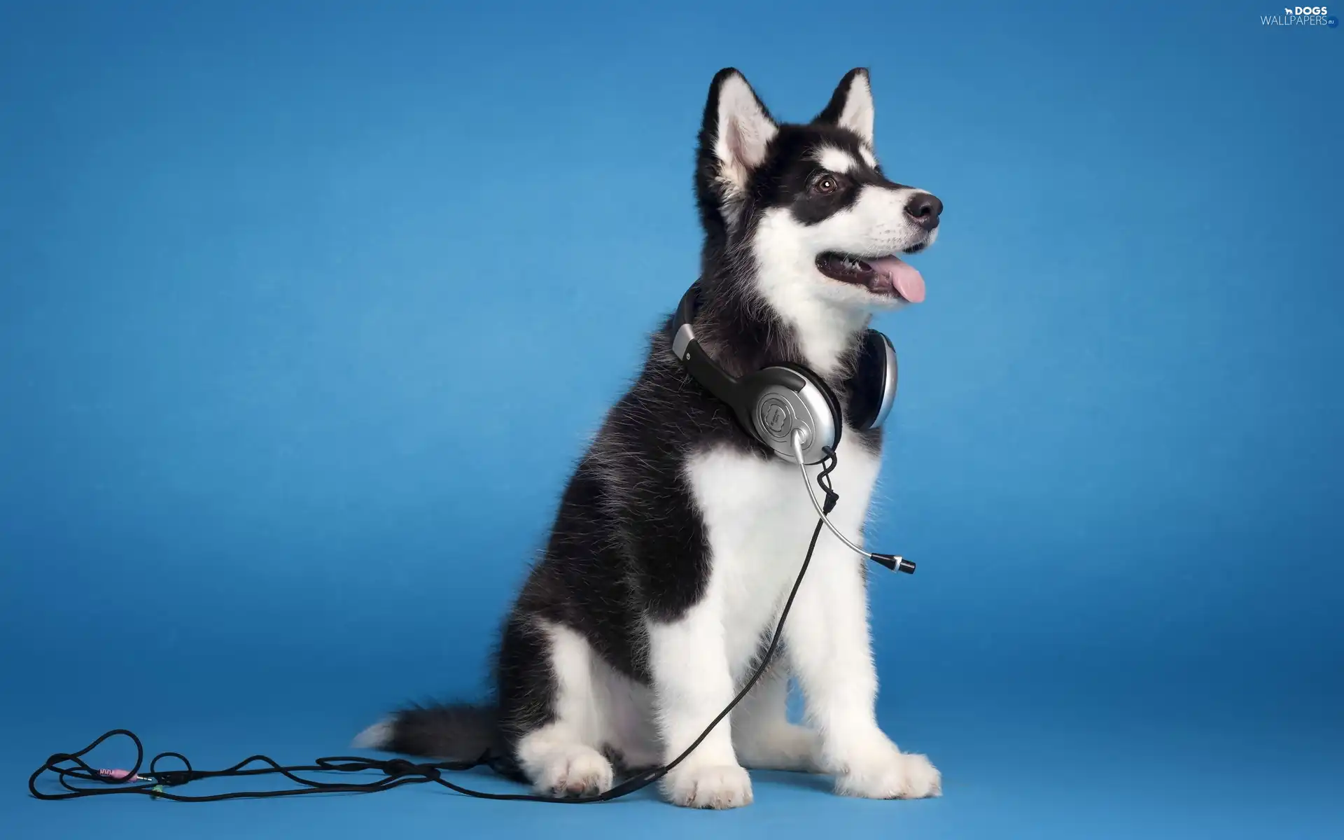 HEADPHONES, Husky