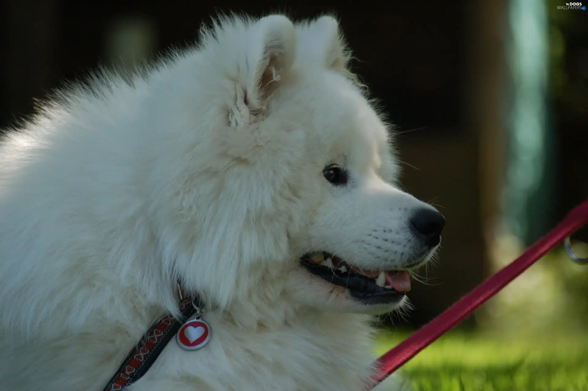 Heart teddybear, Leash, Samojed