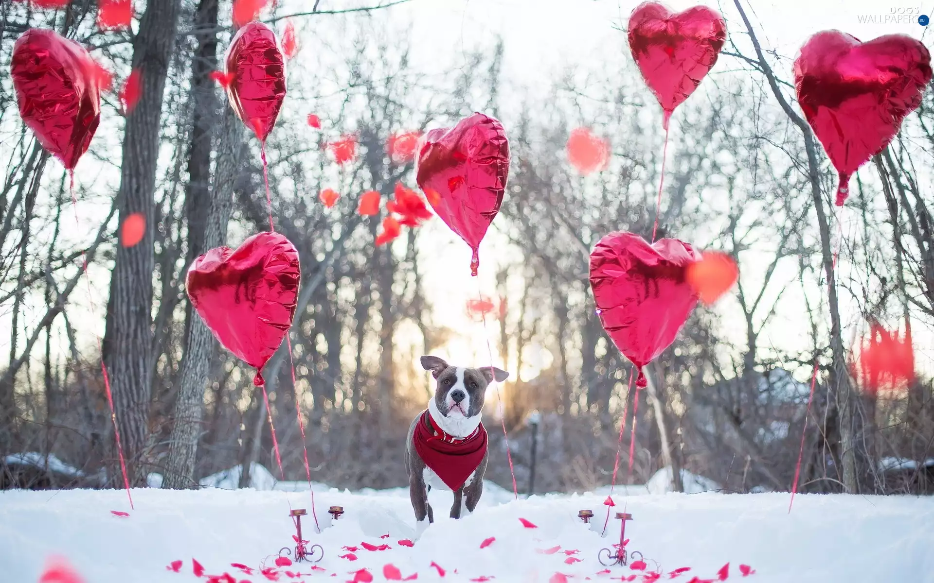 dog, Heart, Love things, winter