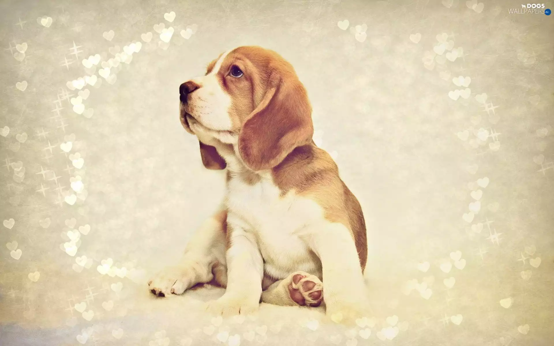 hearts, Beagle, background