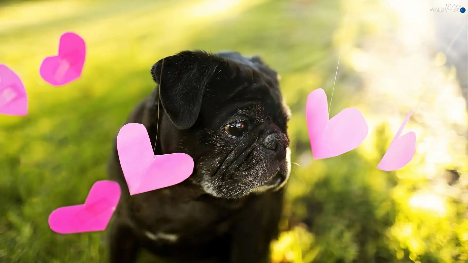 hearts, pug, dog