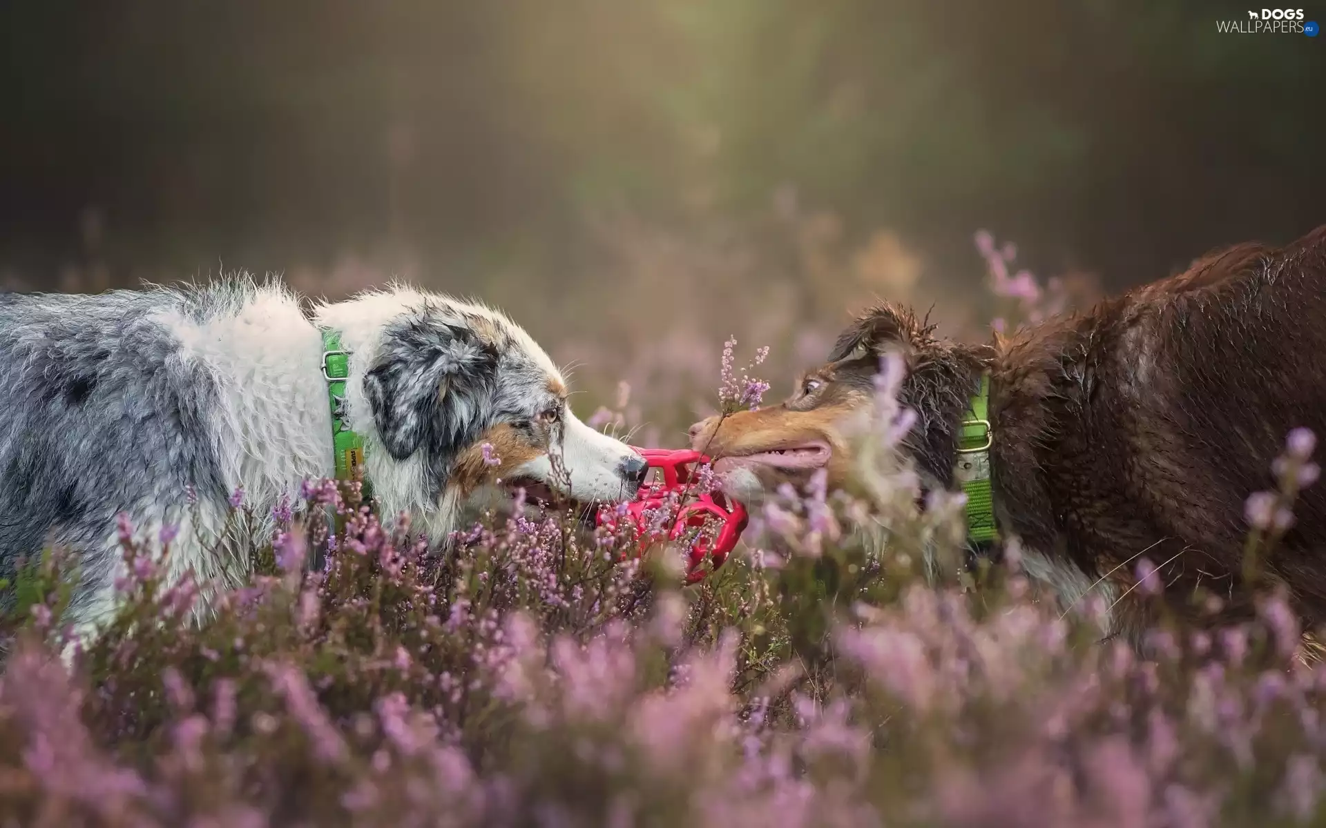 Border Collie, Dogs, heather