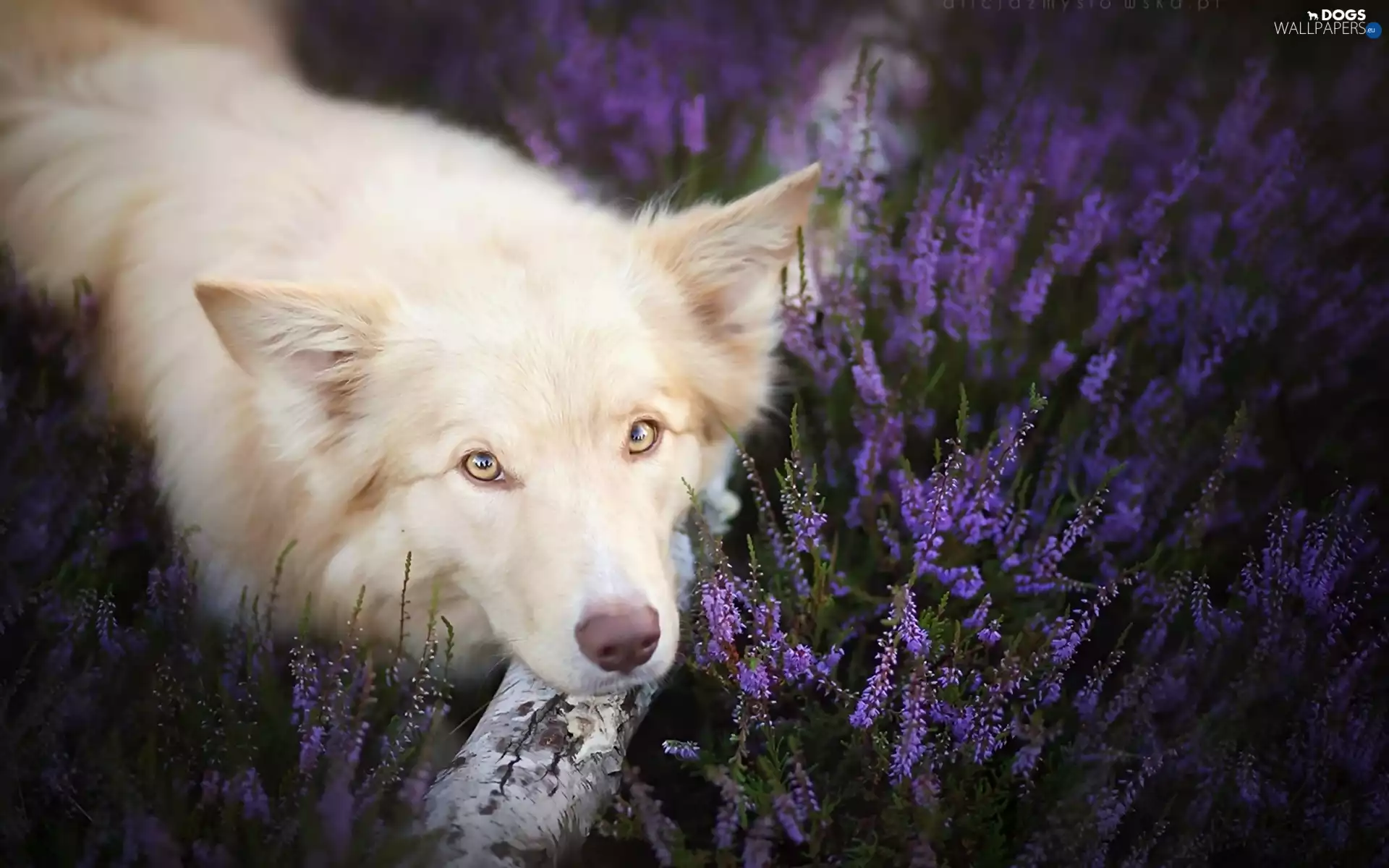 heather, Border Collie