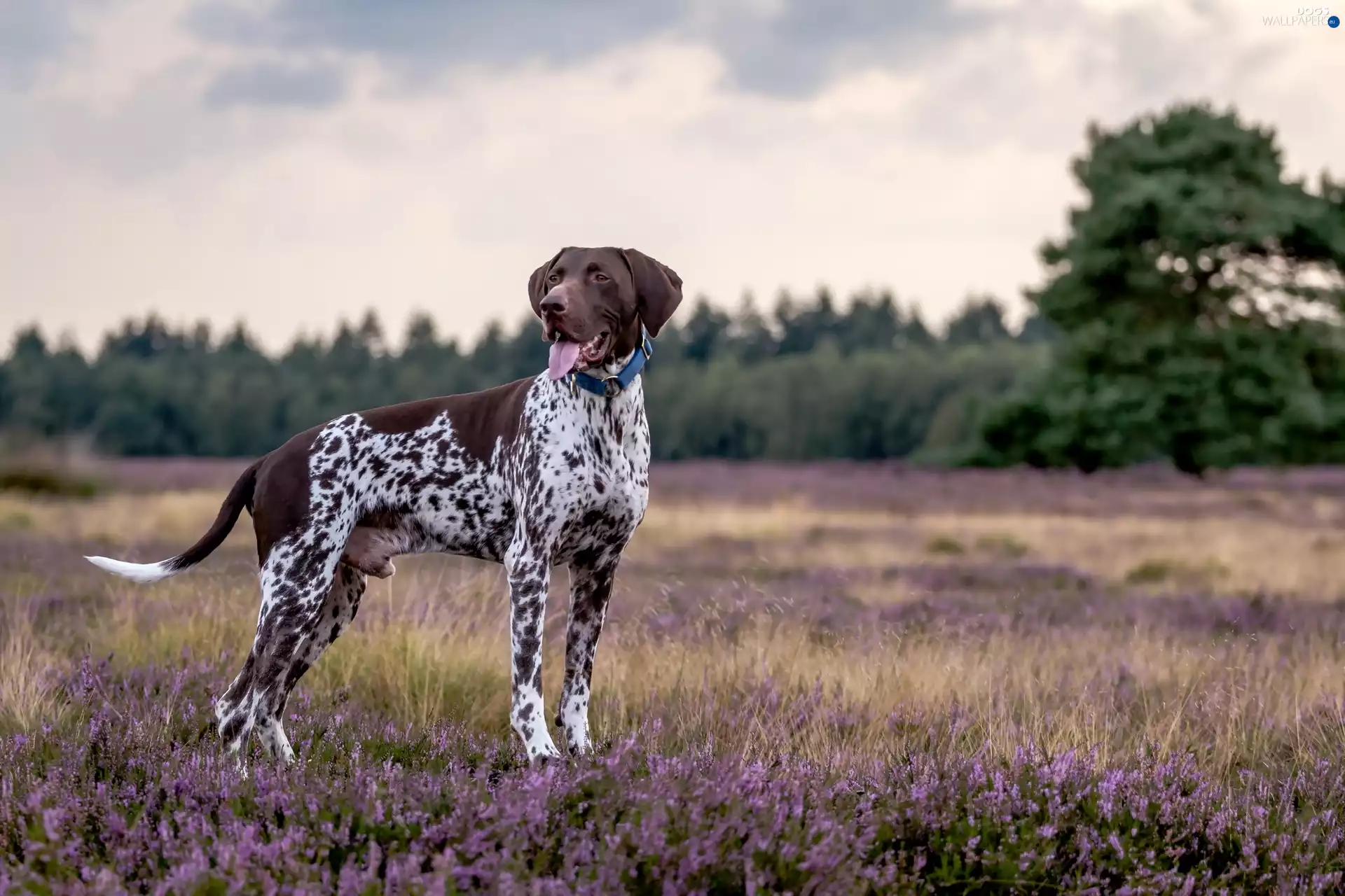 dog, trees, viewes, heather