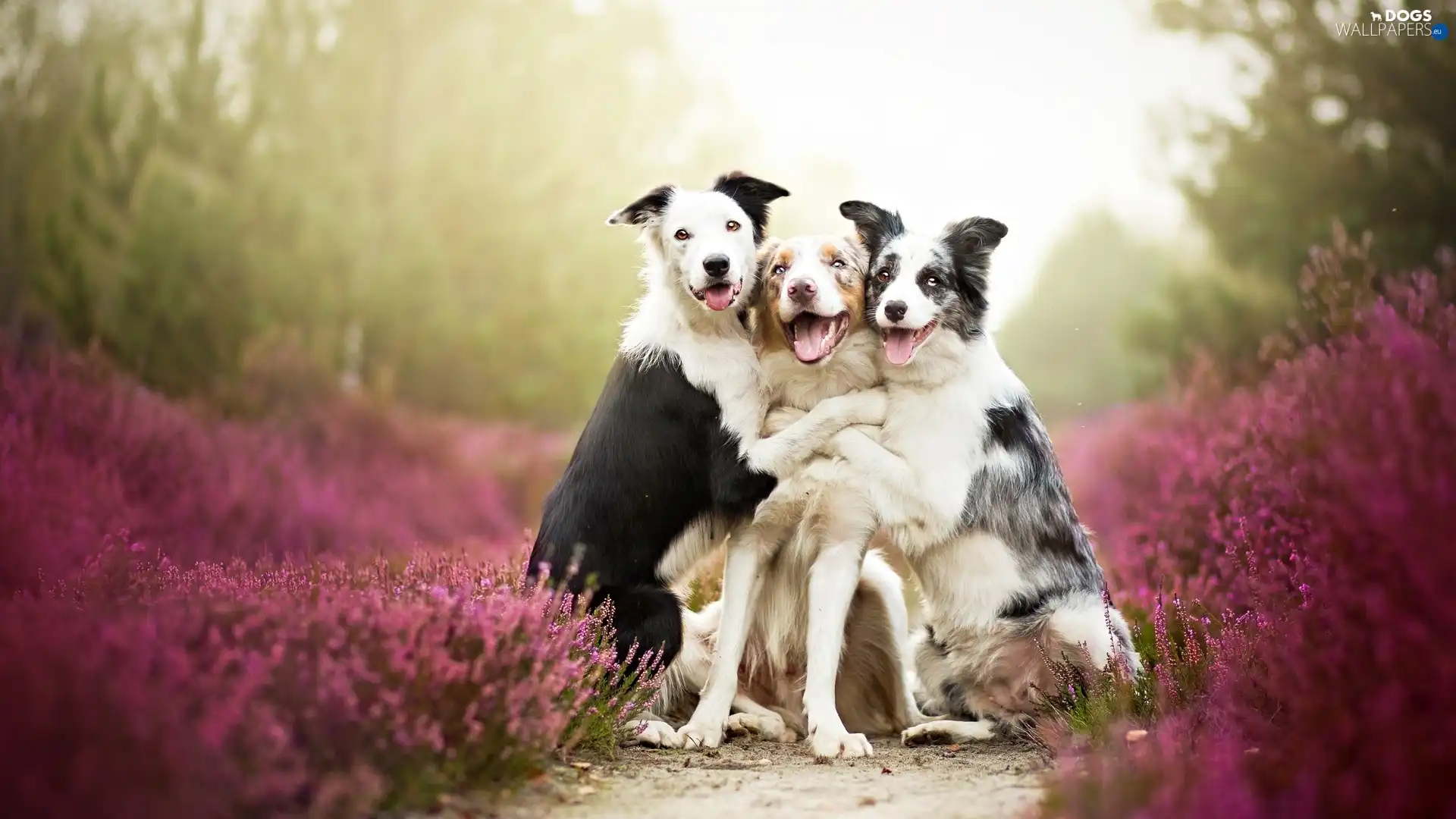 heather, Dogs