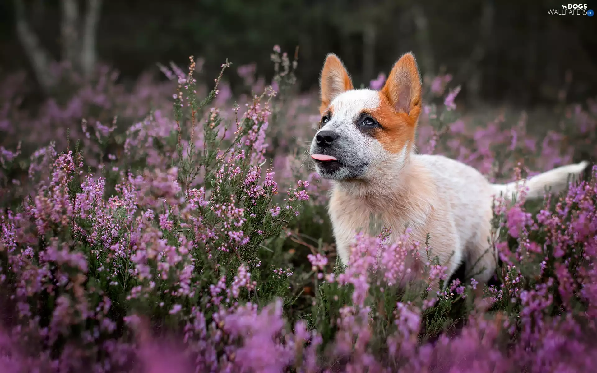 Flowers, heather, Puppy, tongue, dog