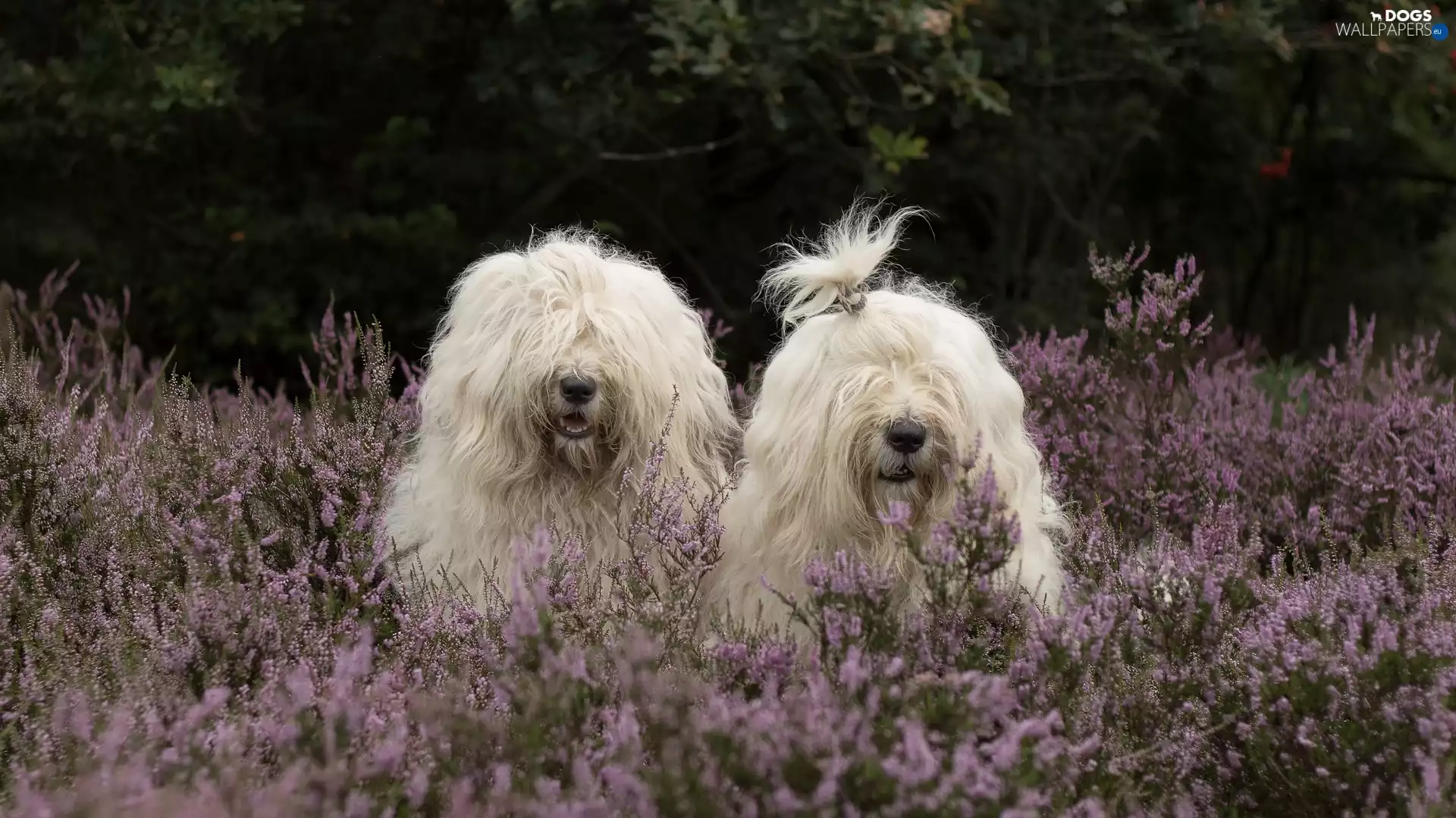 heathers, Shepherds, Bobtails