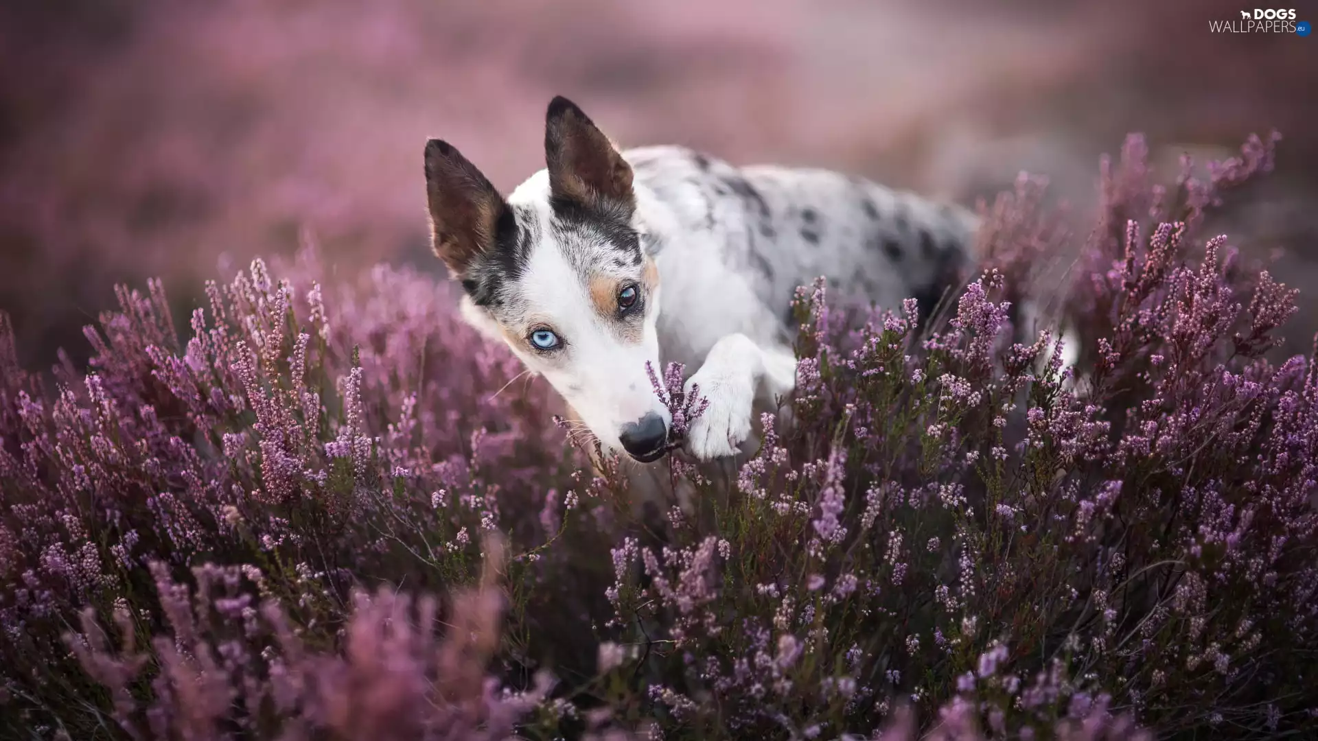 Border Collie, dog, heathers