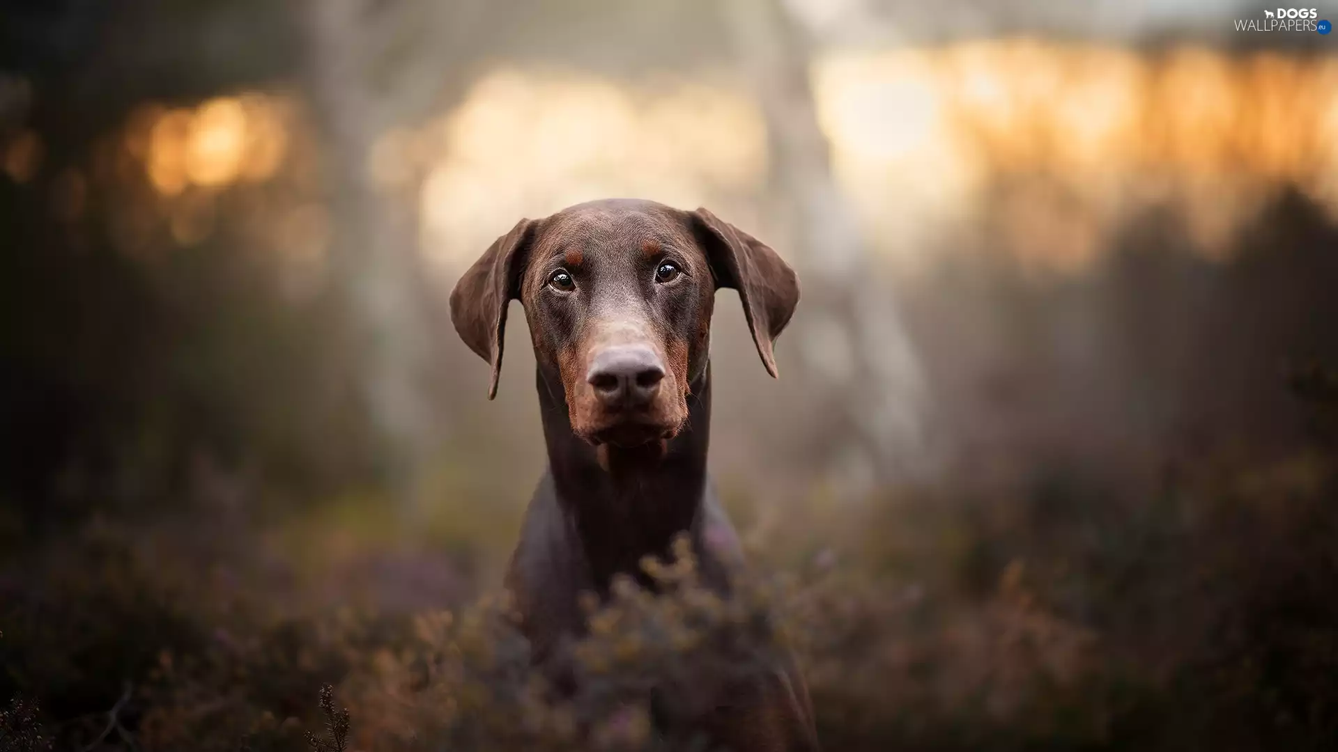 fuzzy, heathers, muzzle, Doberman, dog