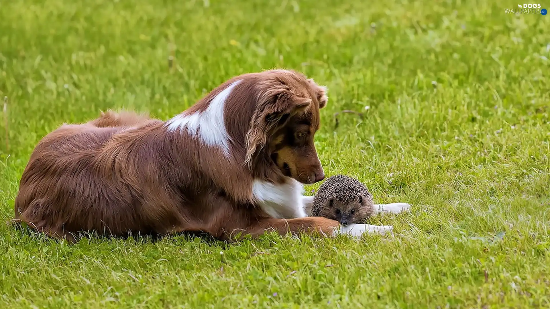 hedgehog, Bearded collie, Brown, dog