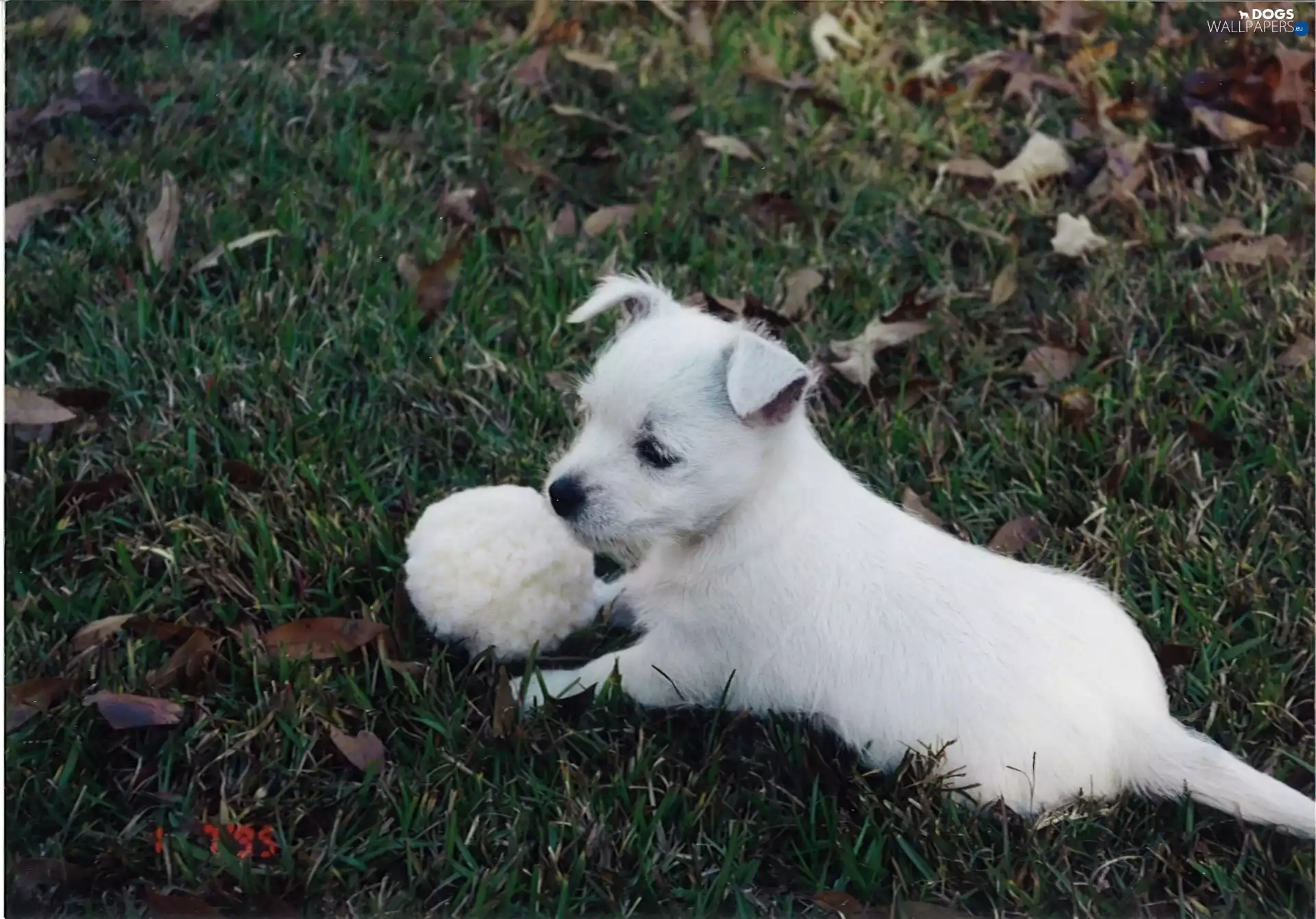 Ball, Puppy, West Highland White Terrier