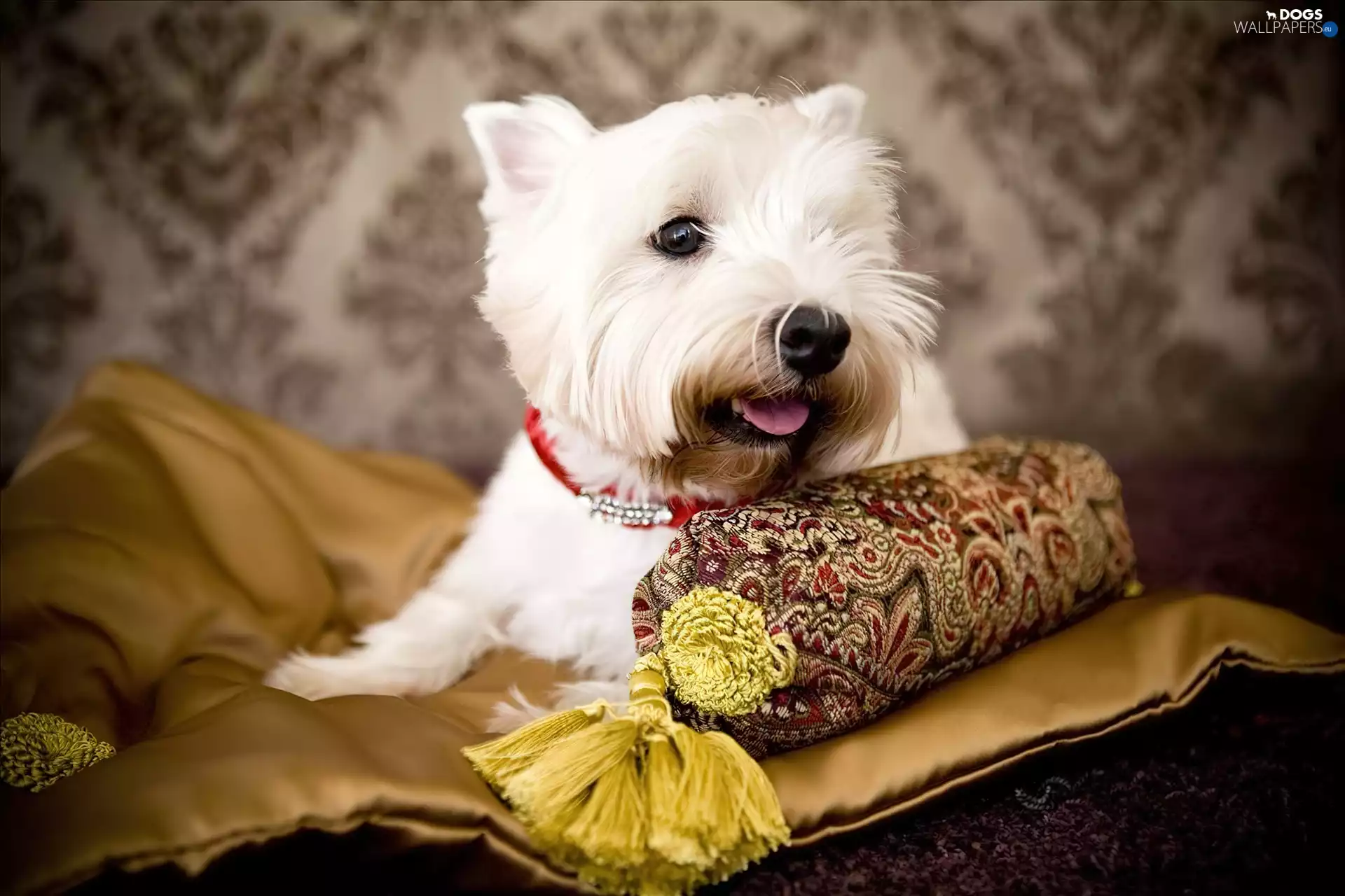 West Highland White Terrier, Pillow