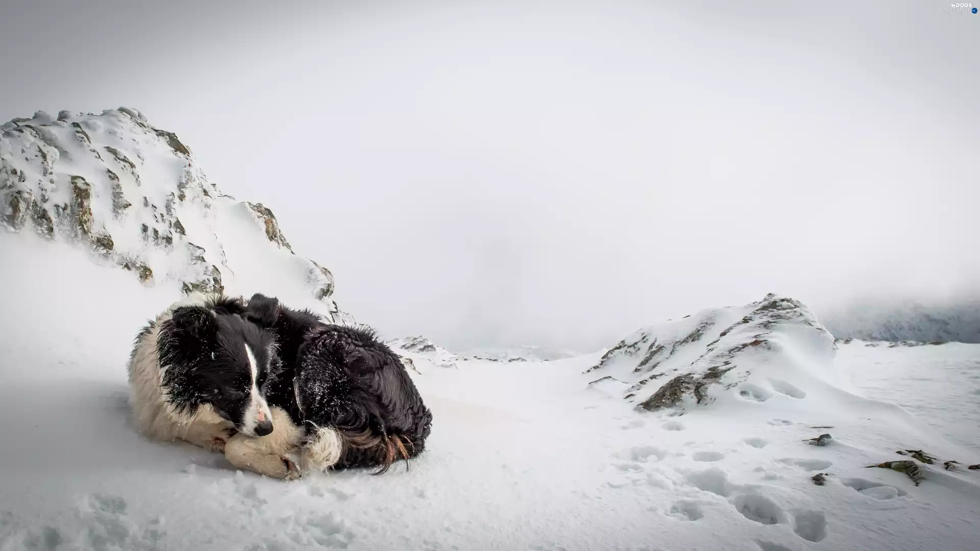 dog, snow, winter, hills
