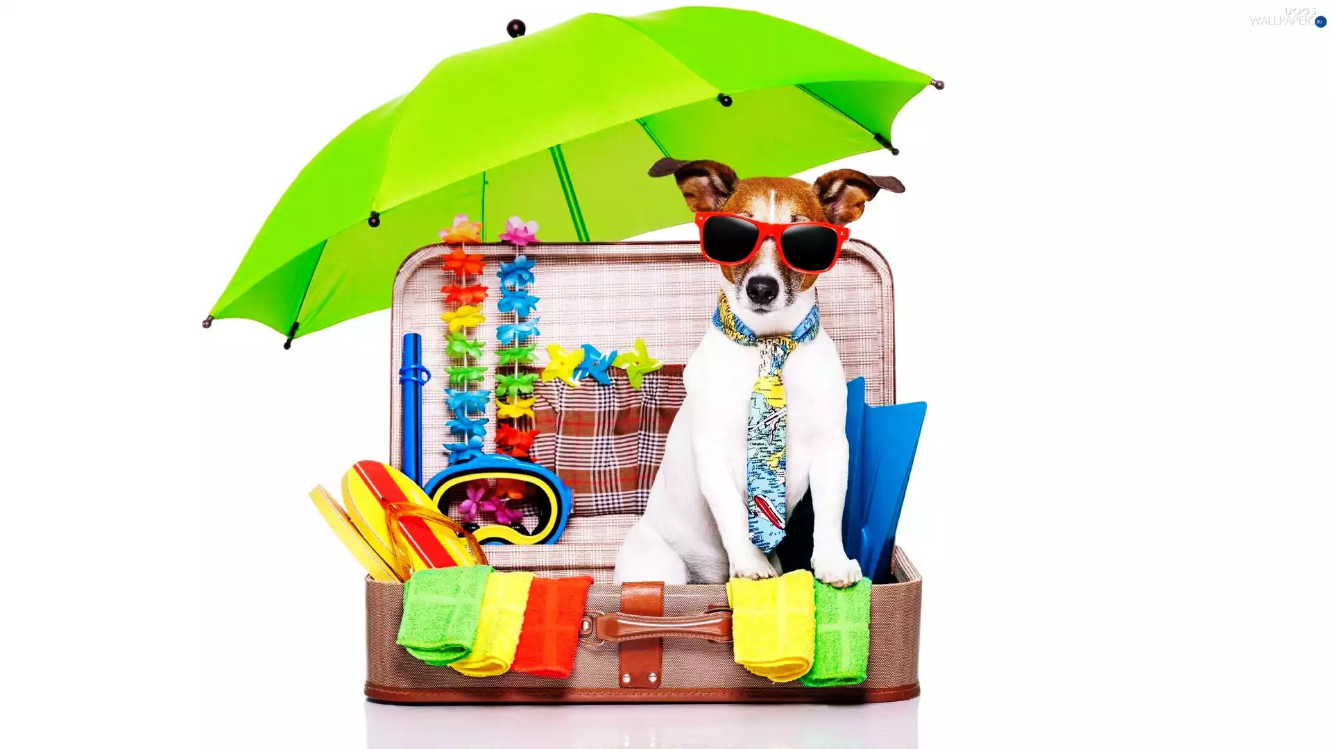 holiday, Jack Russell Terrier, umbrella, Glasses, dog, case, Funny