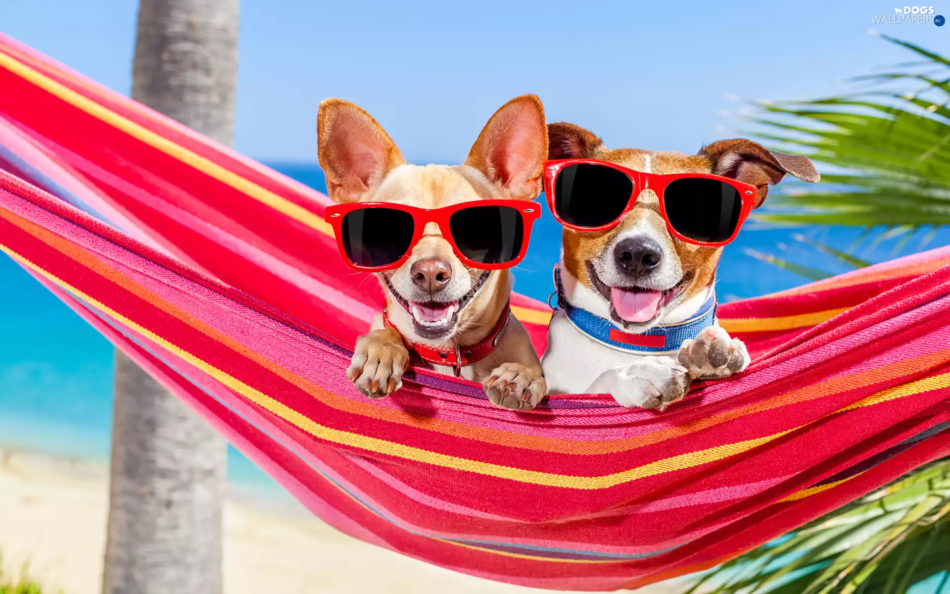 holiday, Two cars, Jack Russell Terier, Dogs, Funny, Hammock, Glasses