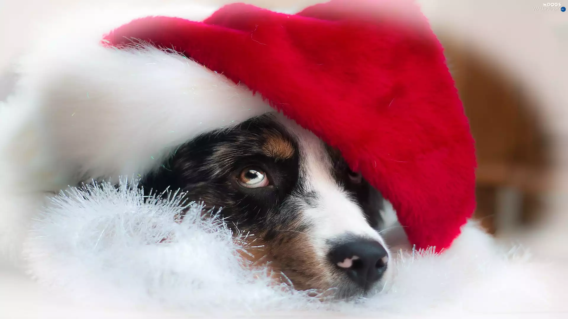 dog, holly, Hat, Australian Shepherd