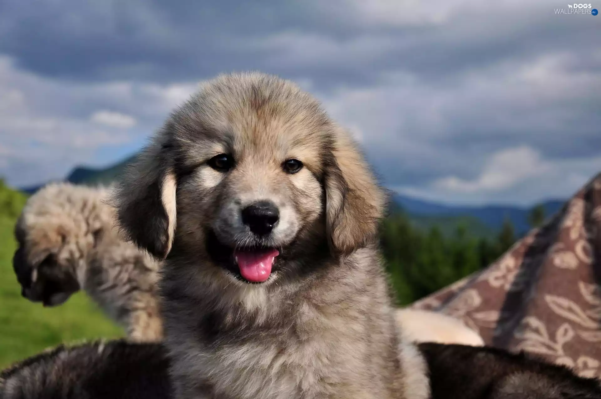 dog, Puppy, landscape, honeyed