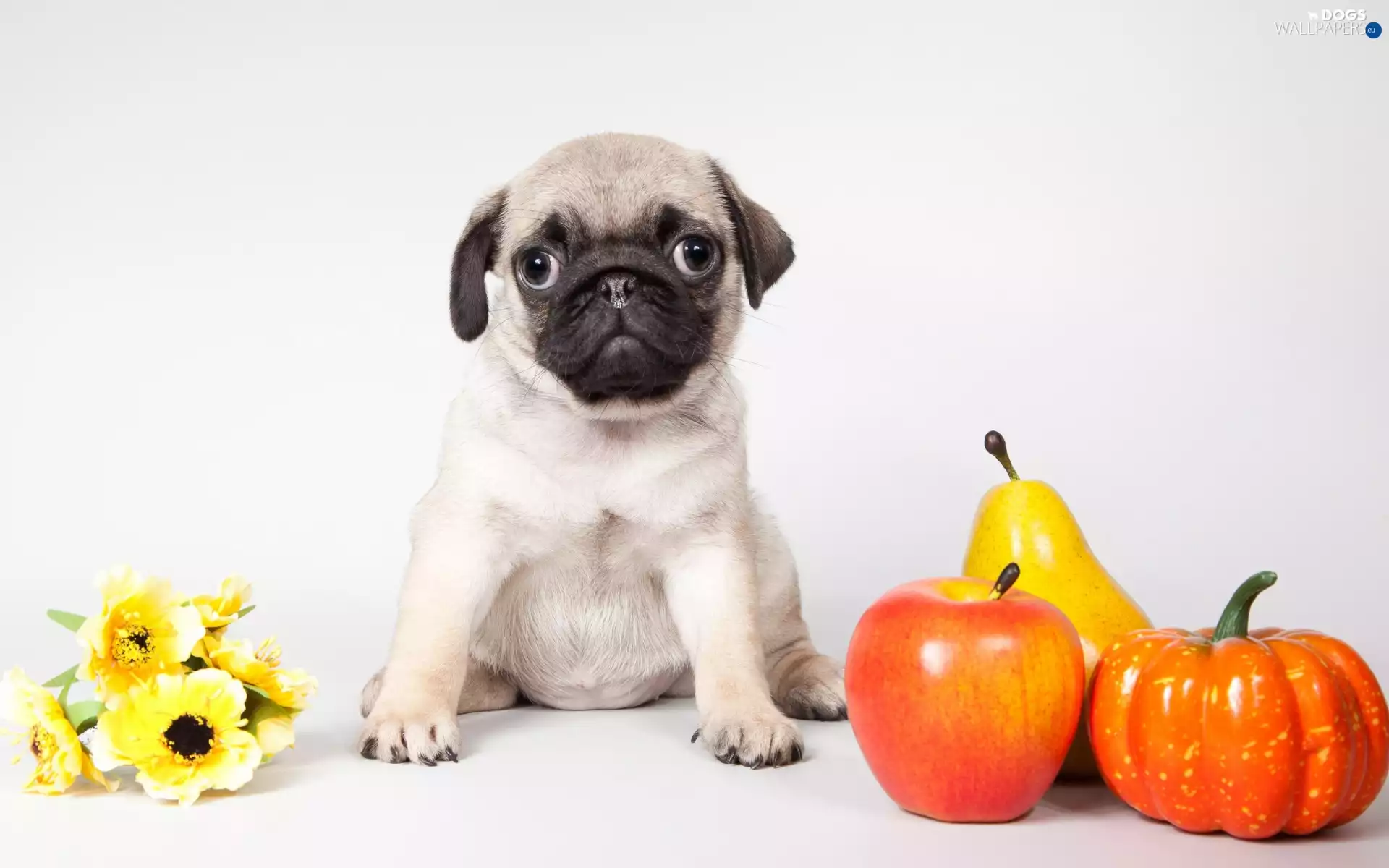 honeyed, Puppy, pumpkin, Flowers, Truck concrete mixer, pug, dog, Apple