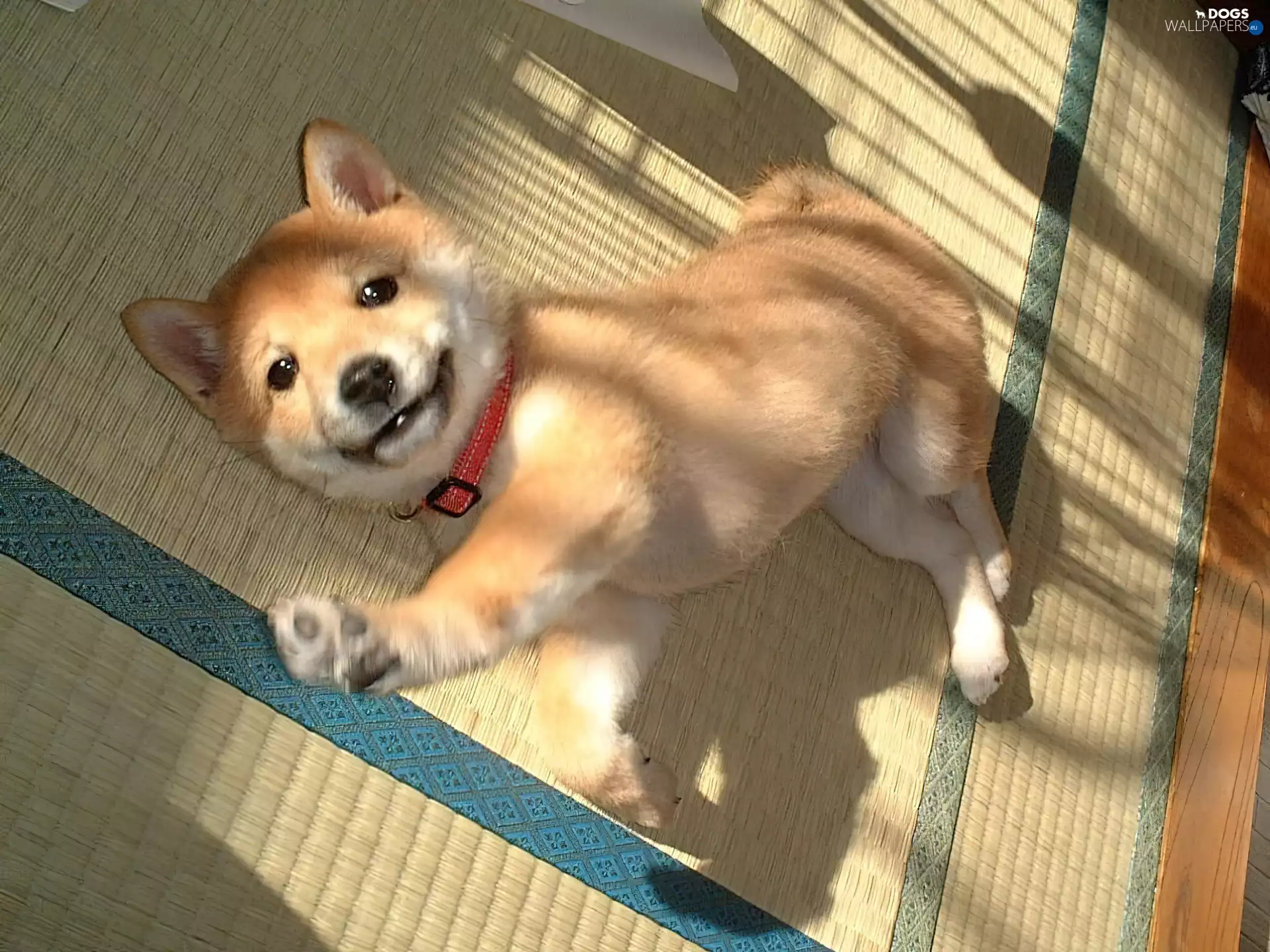 honeyed, Shiba inu