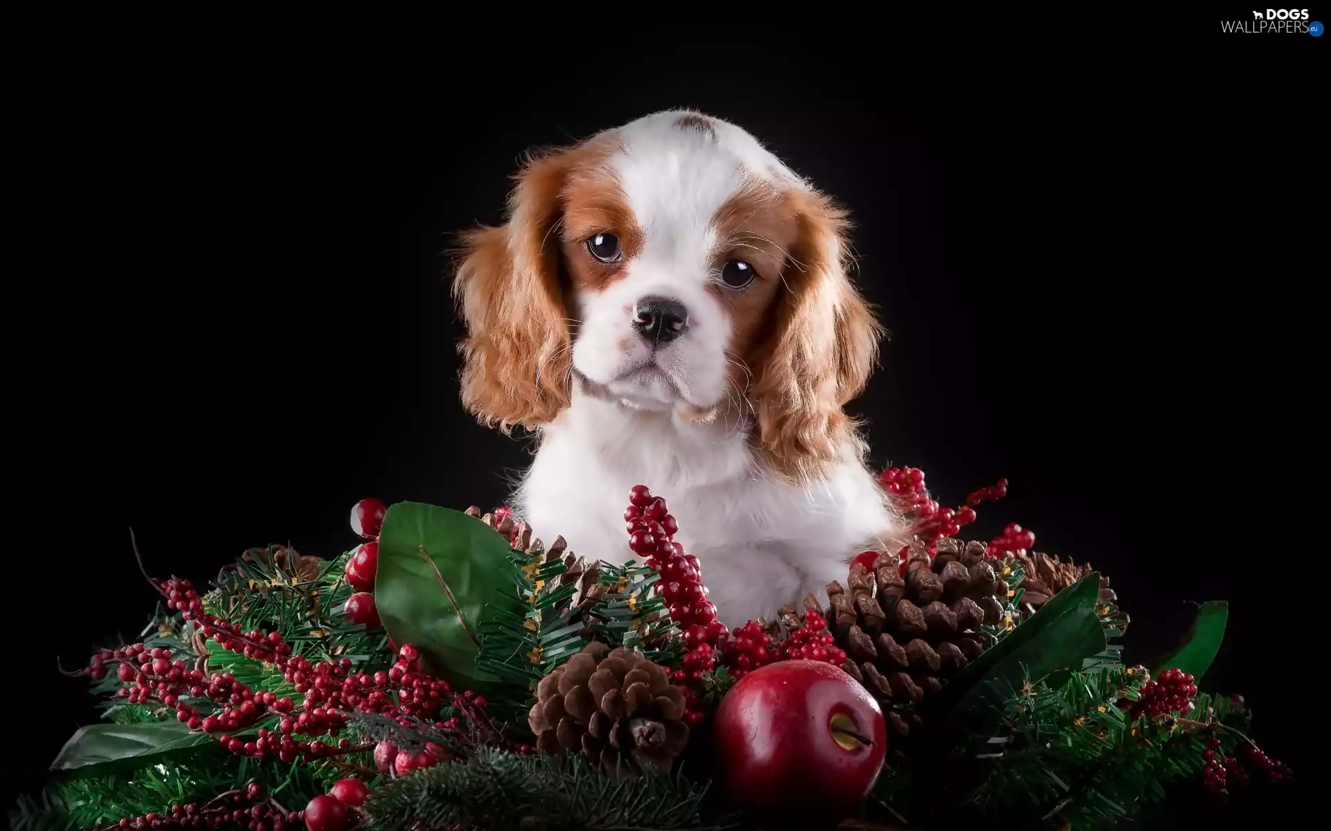 Christmas, decoration, puppie, Cavalier King Charles spaniel, honeyed