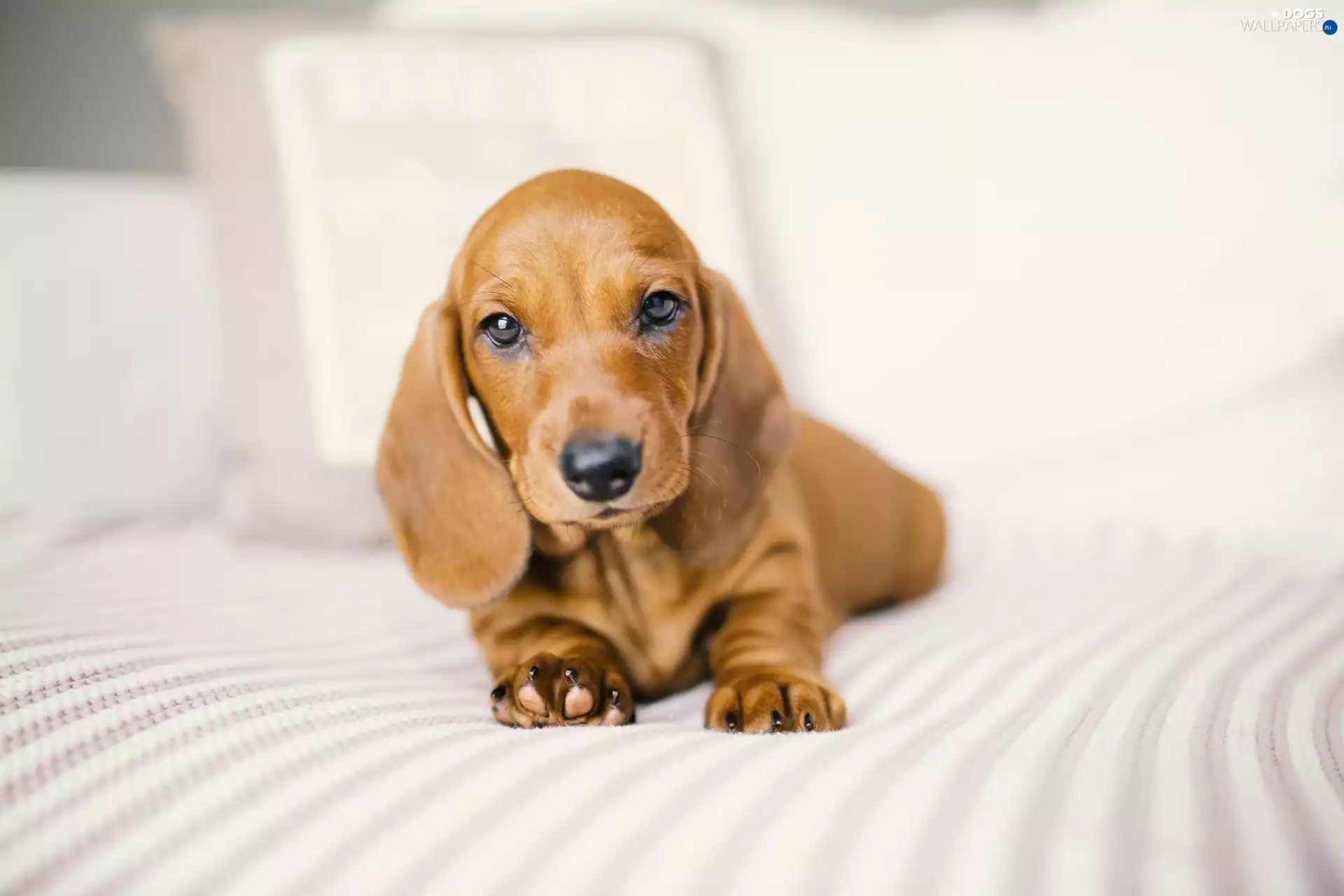 dog, honeyed, Puppy, Dachshund Shorthair