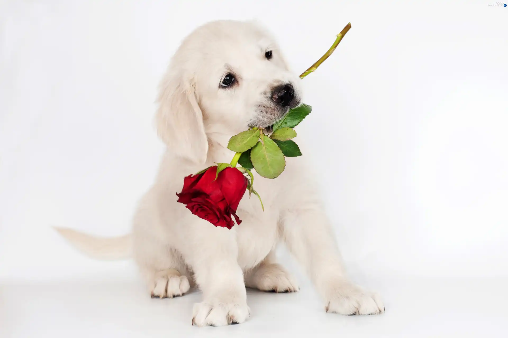 honeyed, White, dog, rose, Puppy