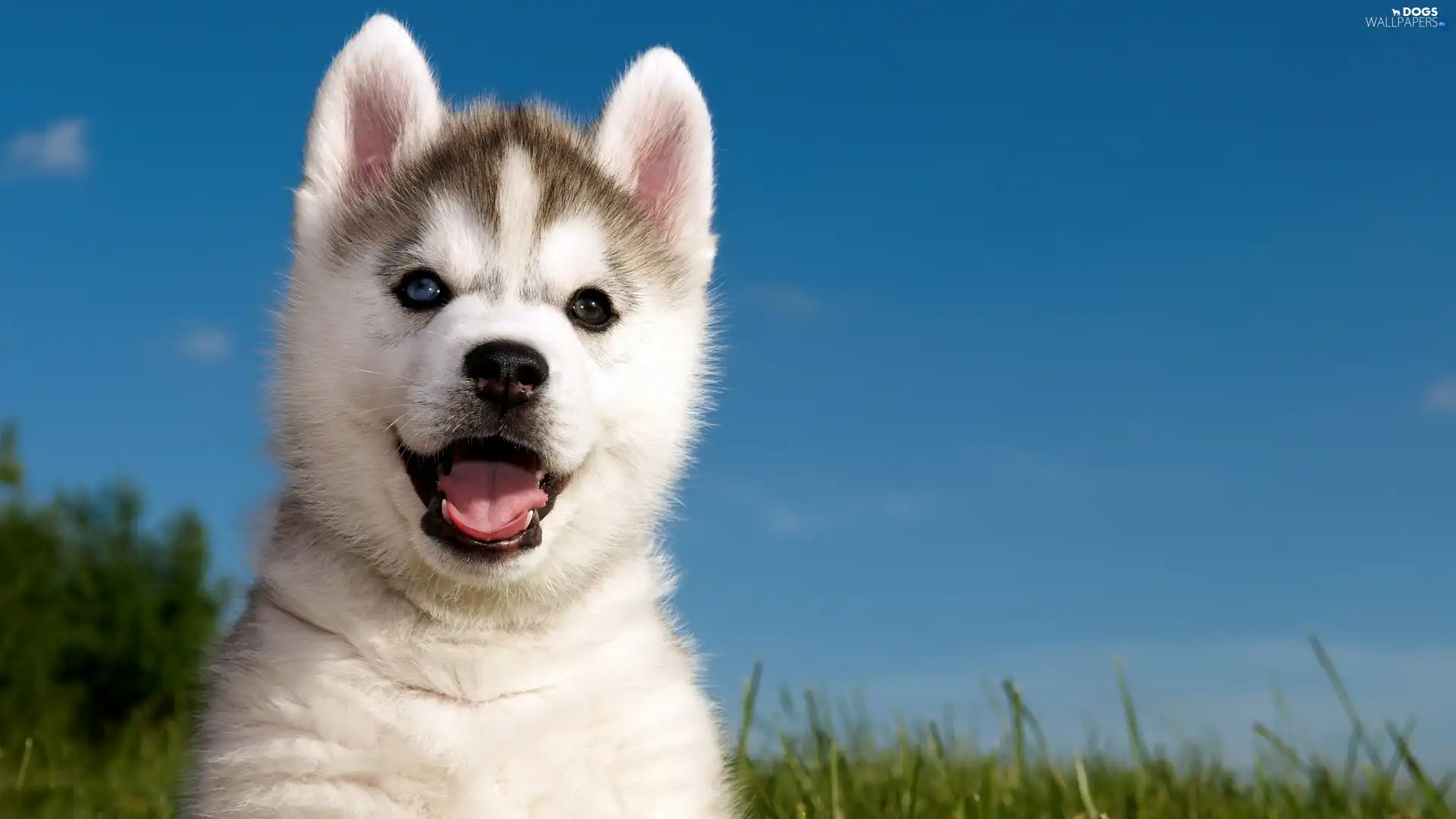 honeyed, Puppy, Siberian Husky