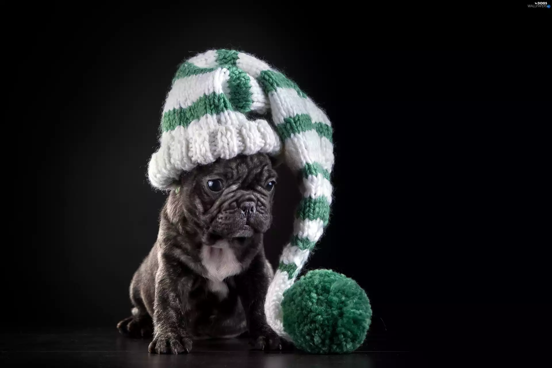 Winter, French Bulldog, Pompon, Puppy, dog, Hat, hosiery