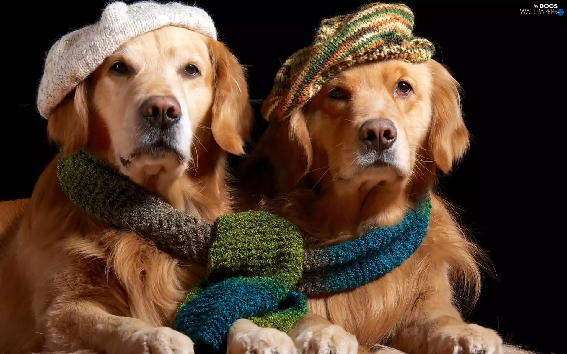 Scarves, Dogs, clothes, hosiery, Winter, caps