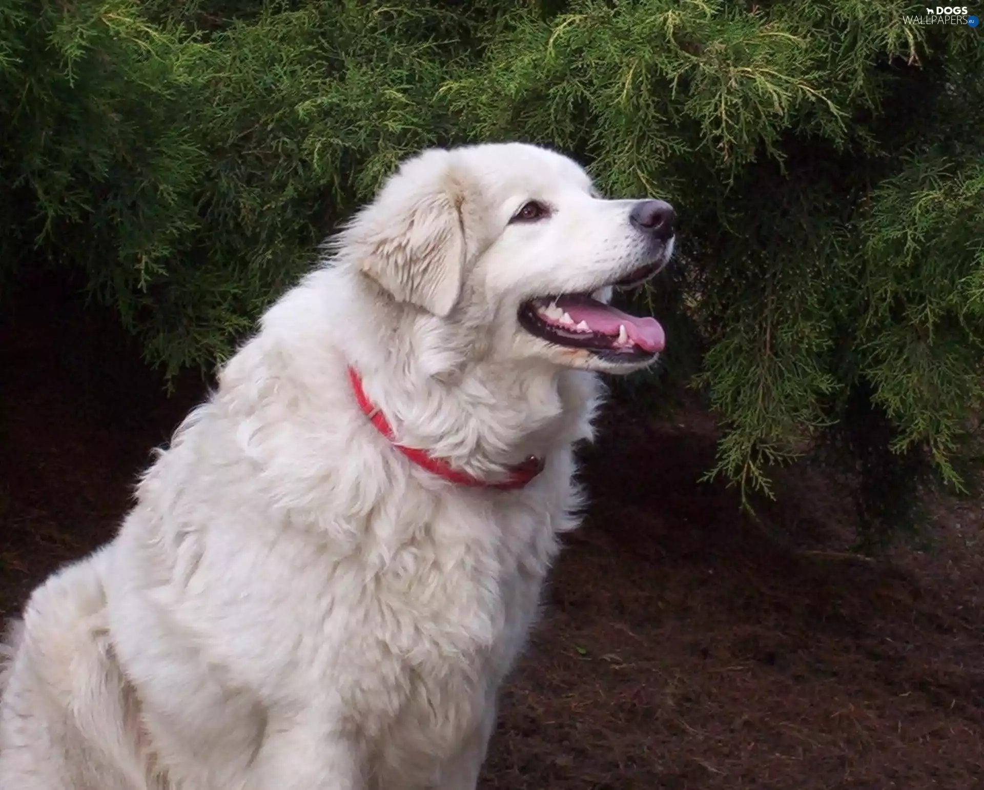 Tatra Sheepdog, red hot, dog-collar, Teeth