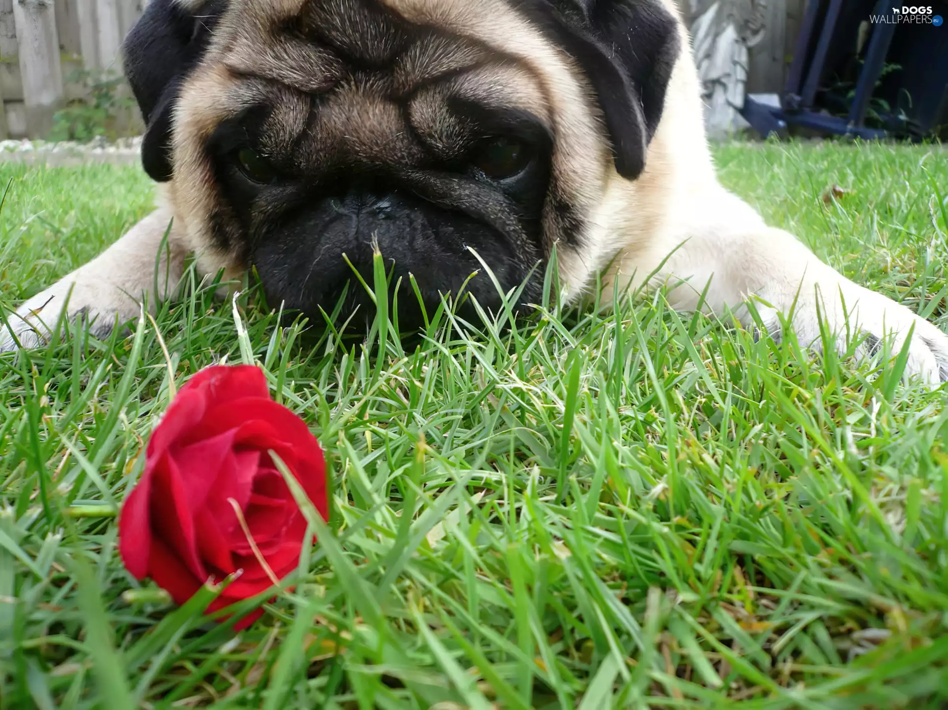 rose, pug, red hot
