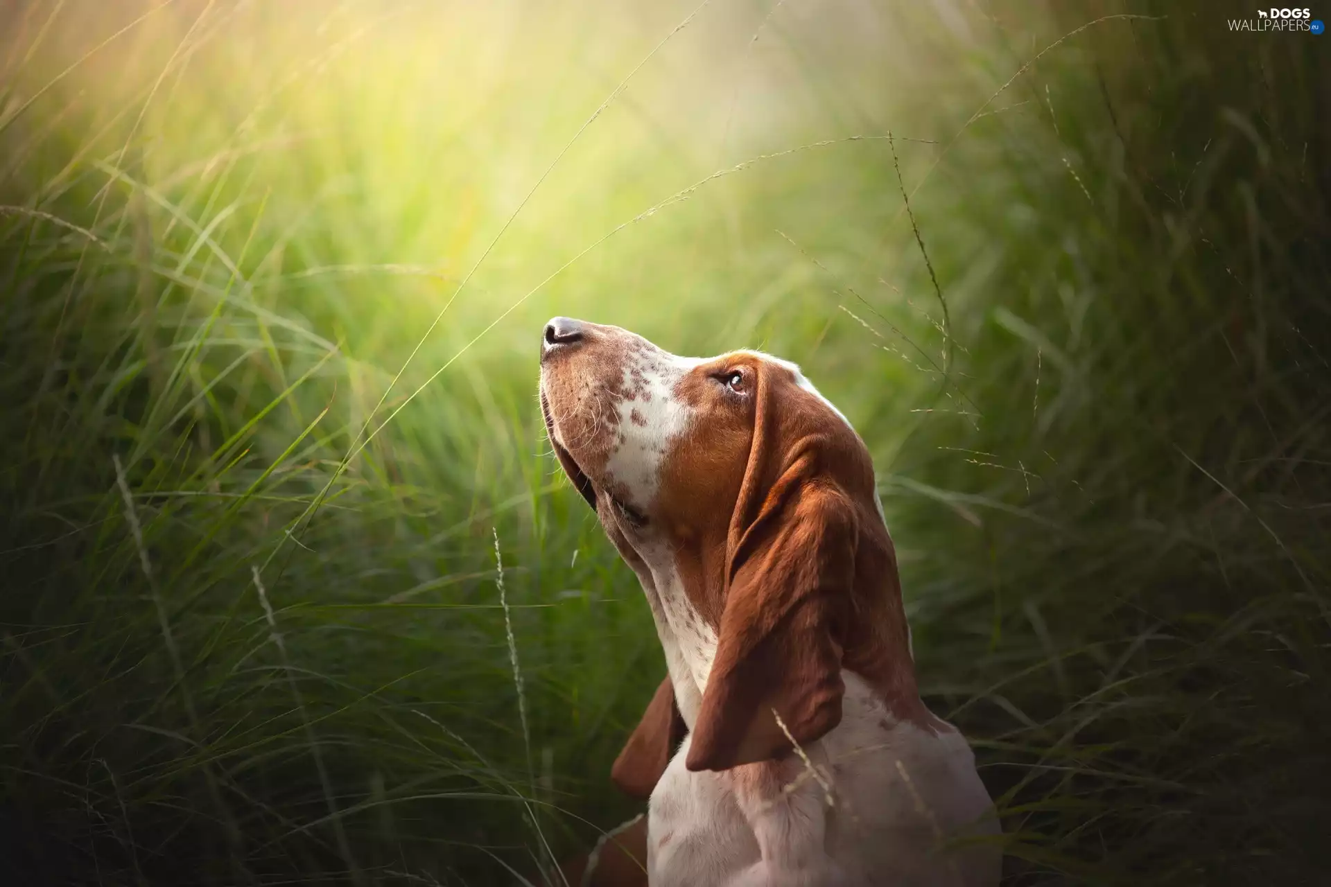 Head, grass, Basset Hound, The raised, dog