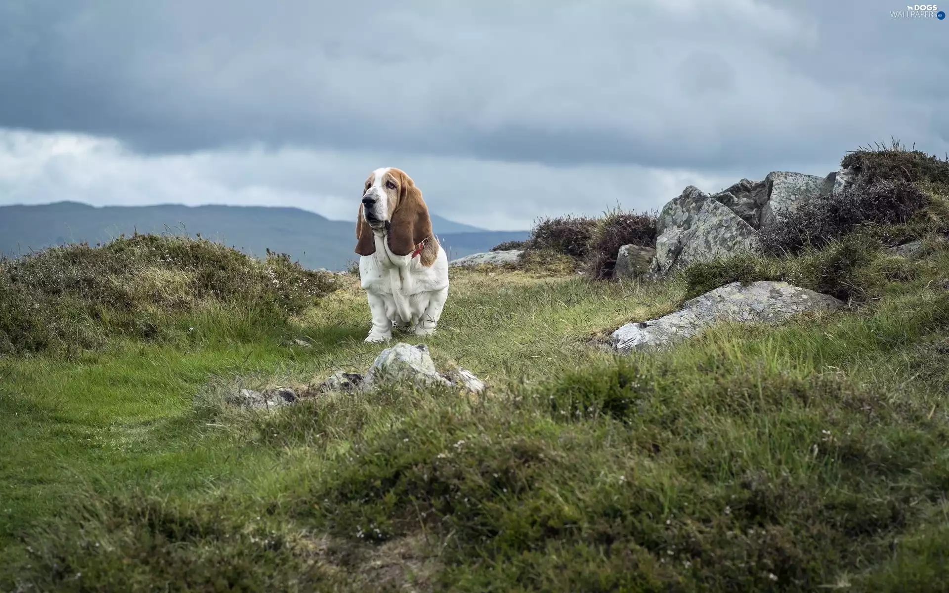 basset, Stones, grass, Hound