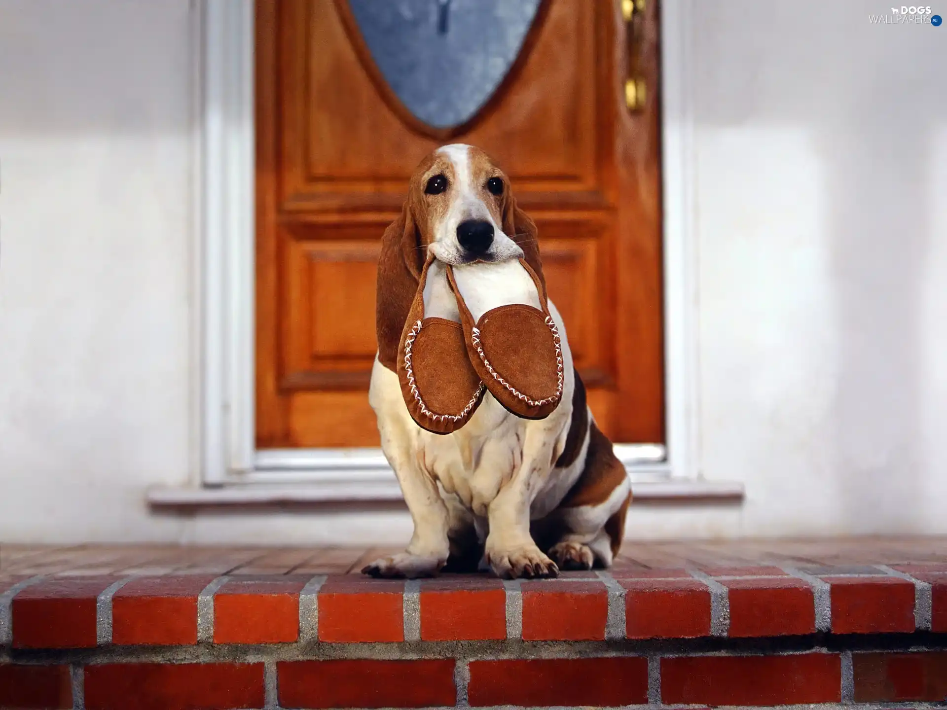 Basset Hound, slippers