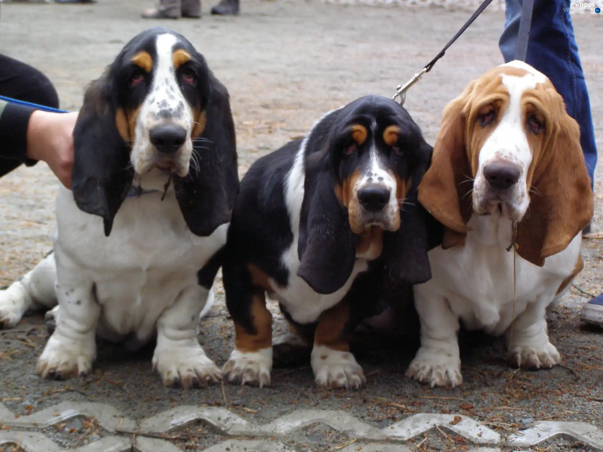 Basset Hound, Three