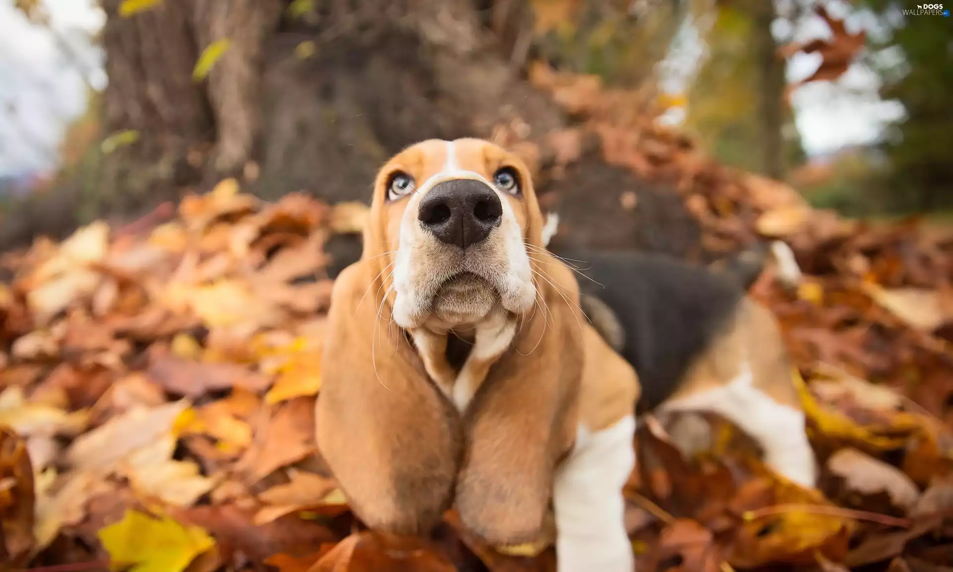 Leaf, dog, Basset Hound