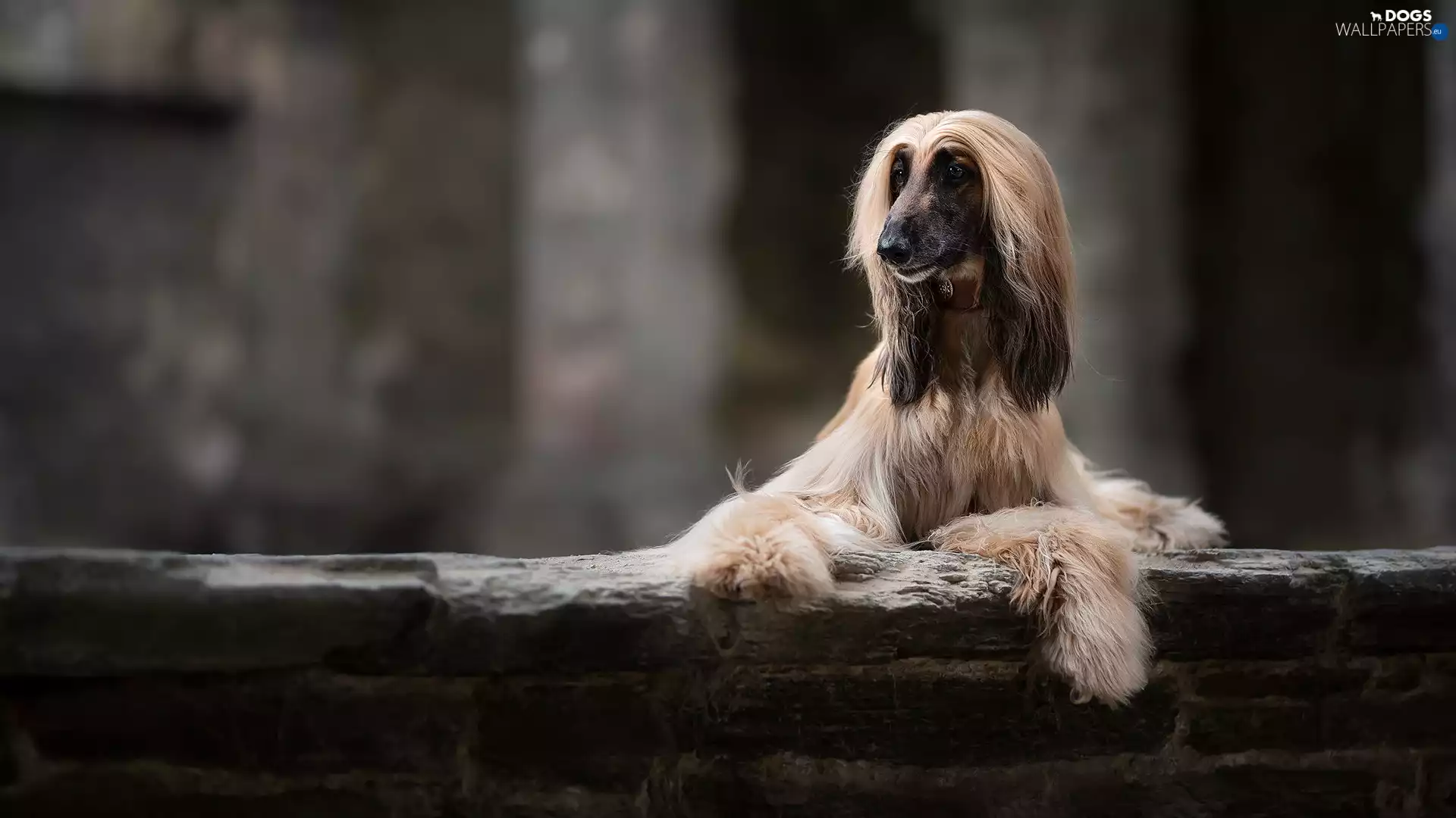 ledge, dog, Afghan Hound