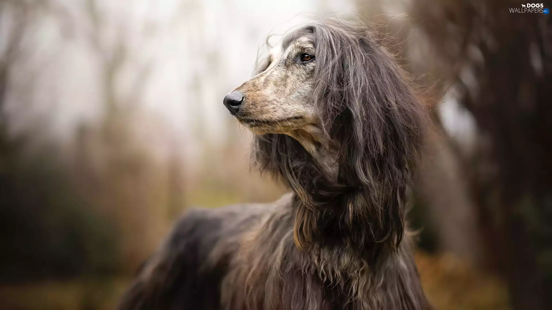 muzzle, dog, Afghan Hound